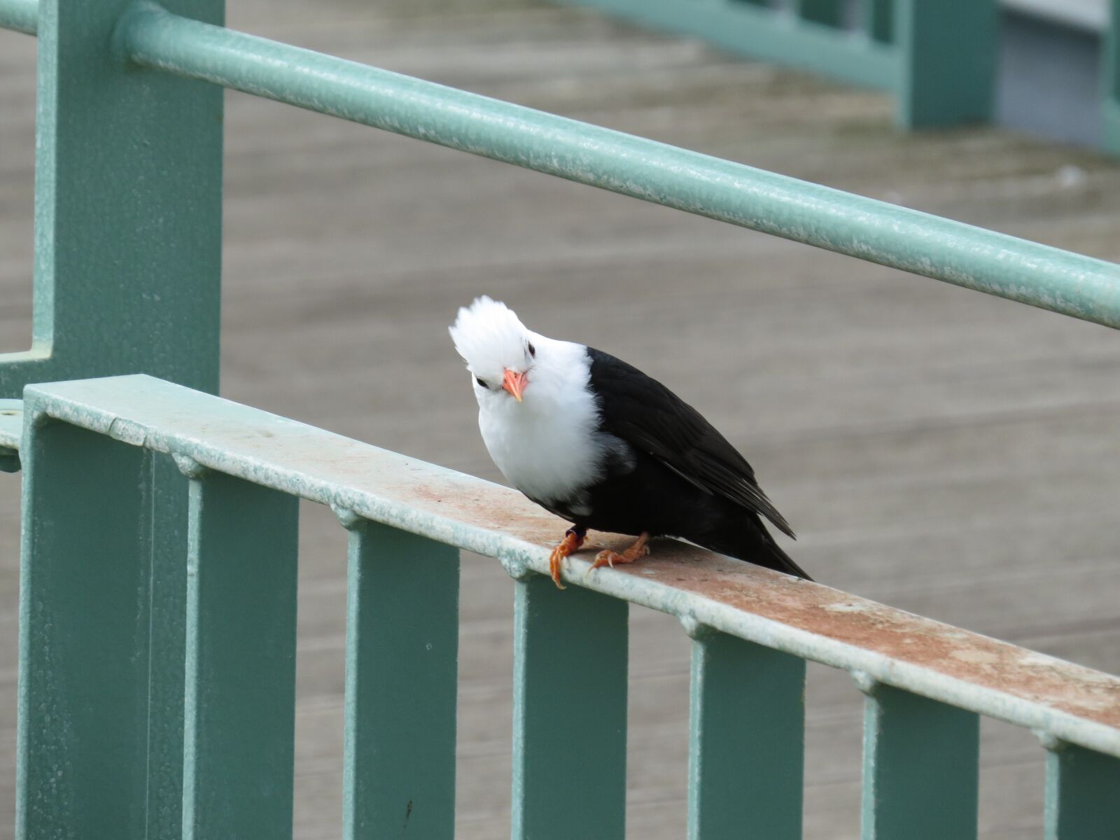 Canon PowerShot SX50 HS sample photo. Bird, fence, nature photography