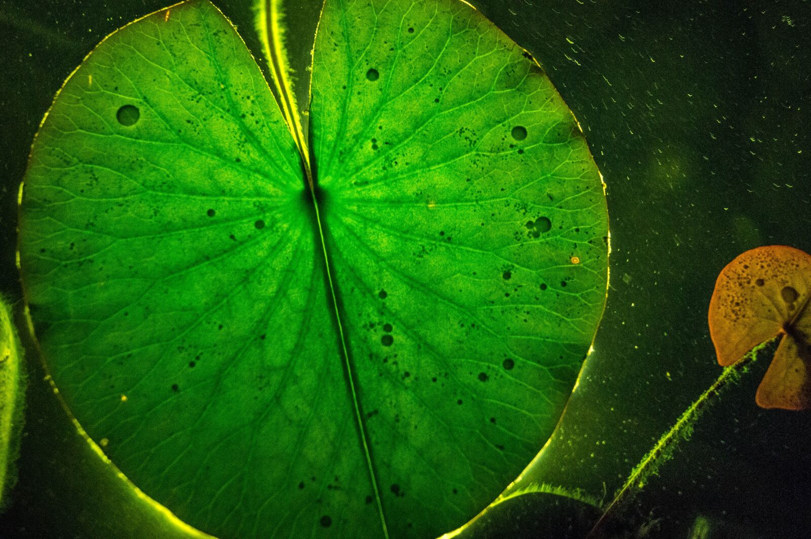 Sony DT 18-55mm F3.5-5.6 SAM II sample photo. Leaf, shining, green nature photography