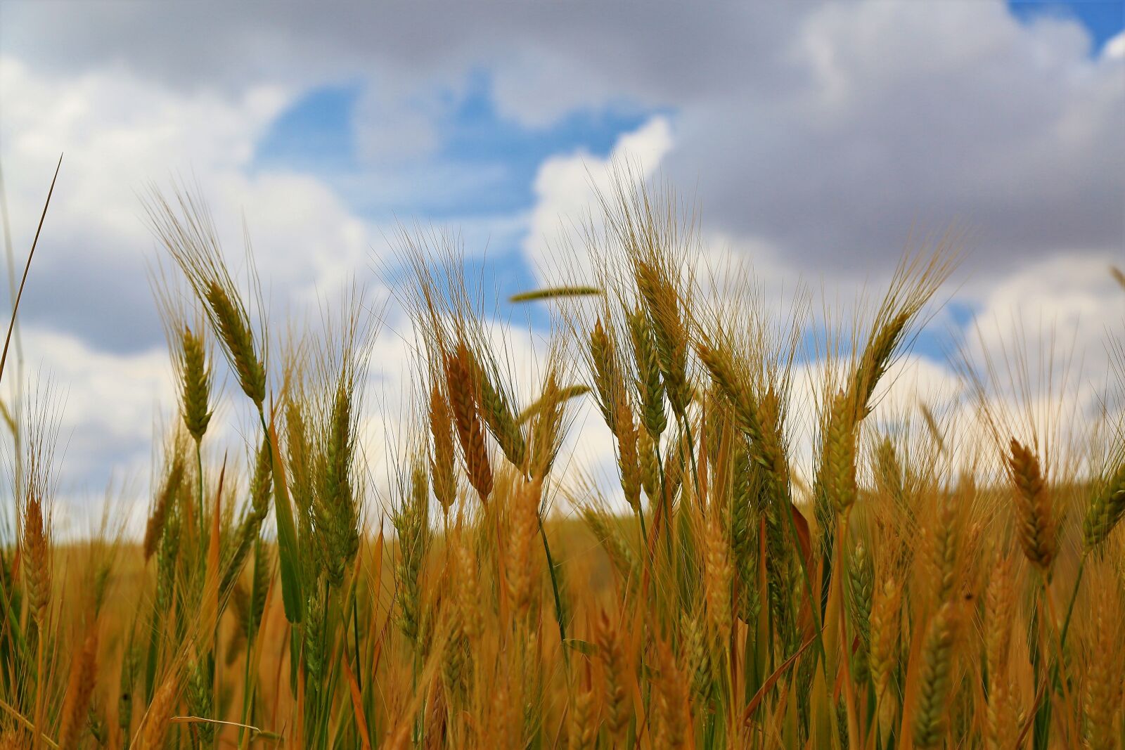 Canon EF 24-105mm F4L IS USM sample photo. Virgos, grain, plant photography
