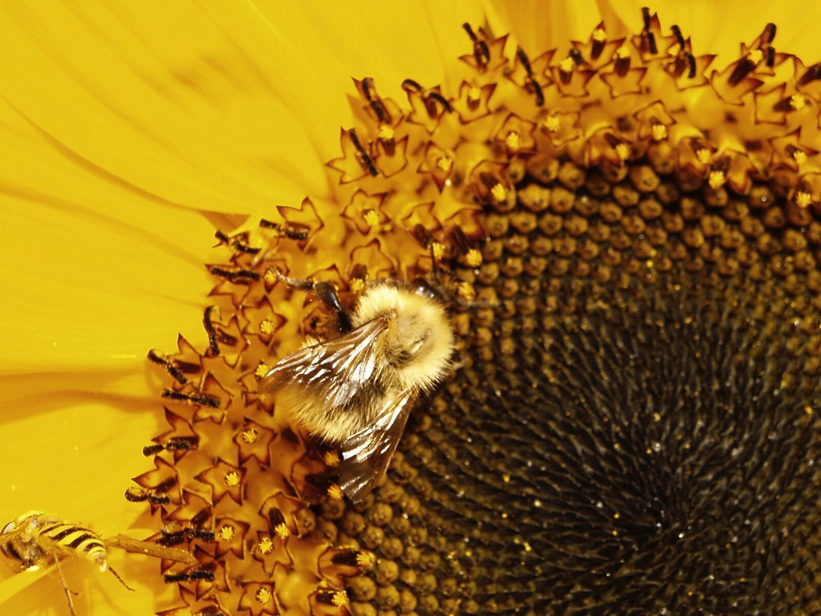 Olympus u30D,S410D,u410D sample photo. Bee, bumblebee, pollinate photography