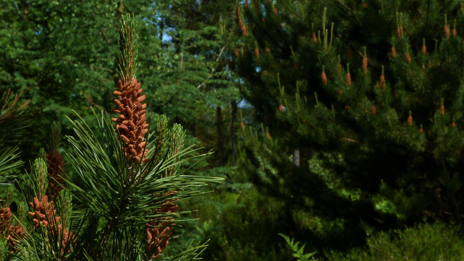 Panasonic Lumix DMC-FZ40 (Lumix DMC-FZ45) sample photo. Pine, fir, tree photography