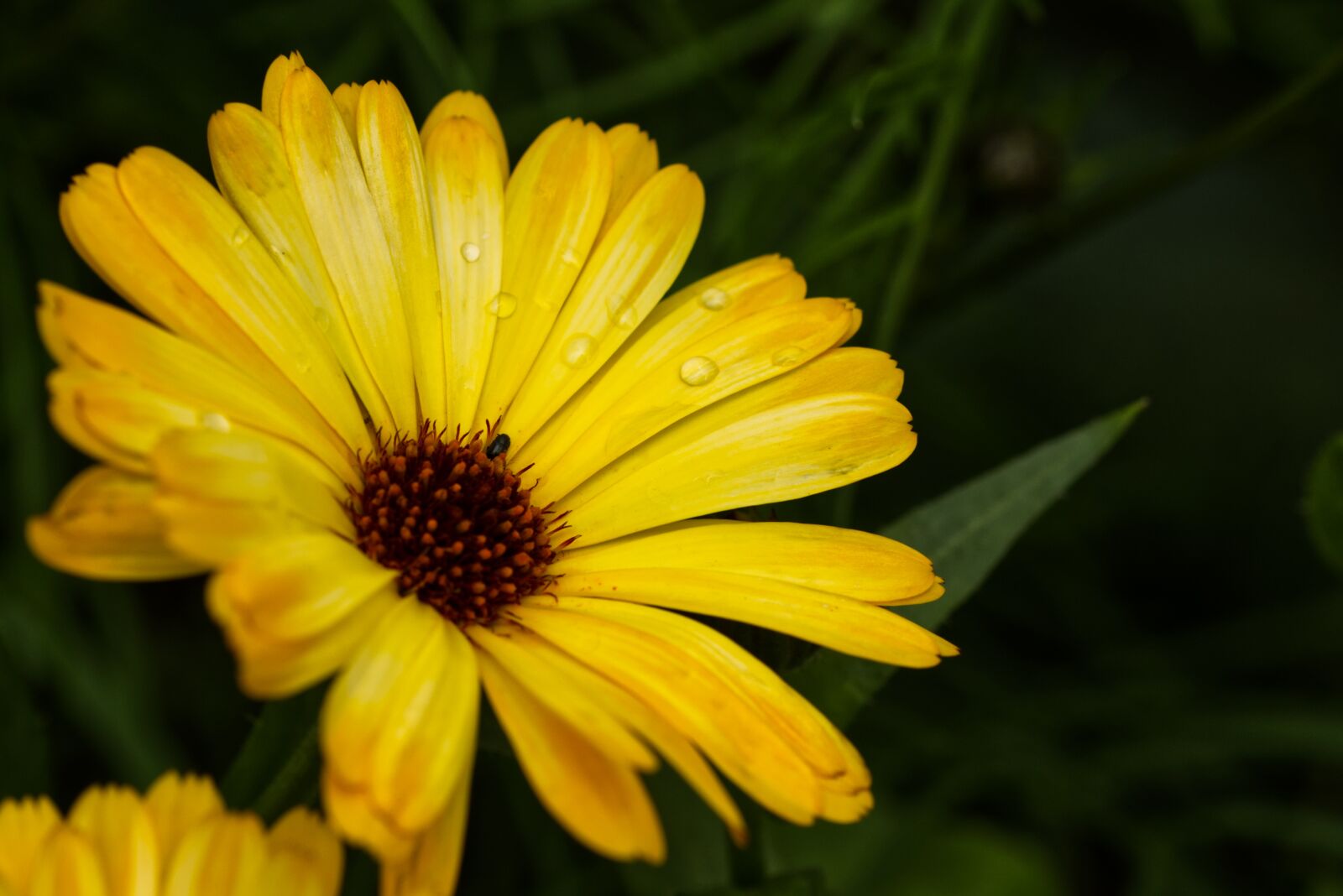Nikon D5500 sample photo. Flower, blossom, bloom photography