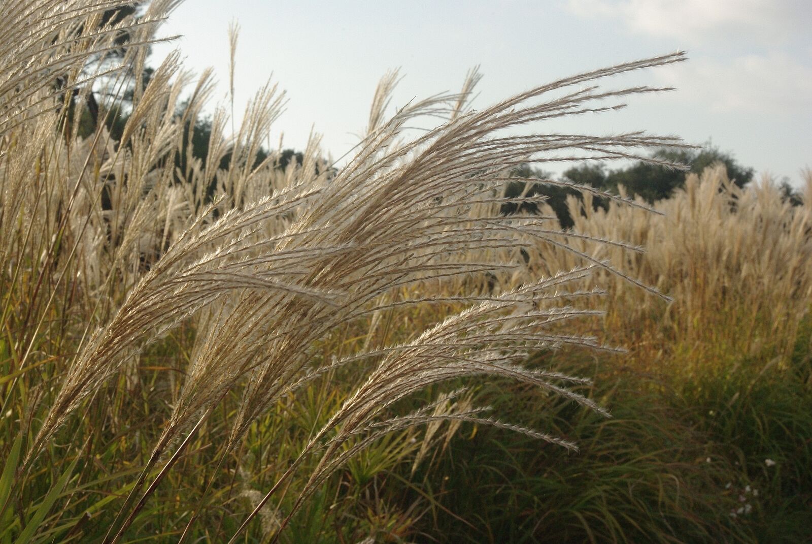 Pentax K200D sample photo. Marsh, grass, stems photography