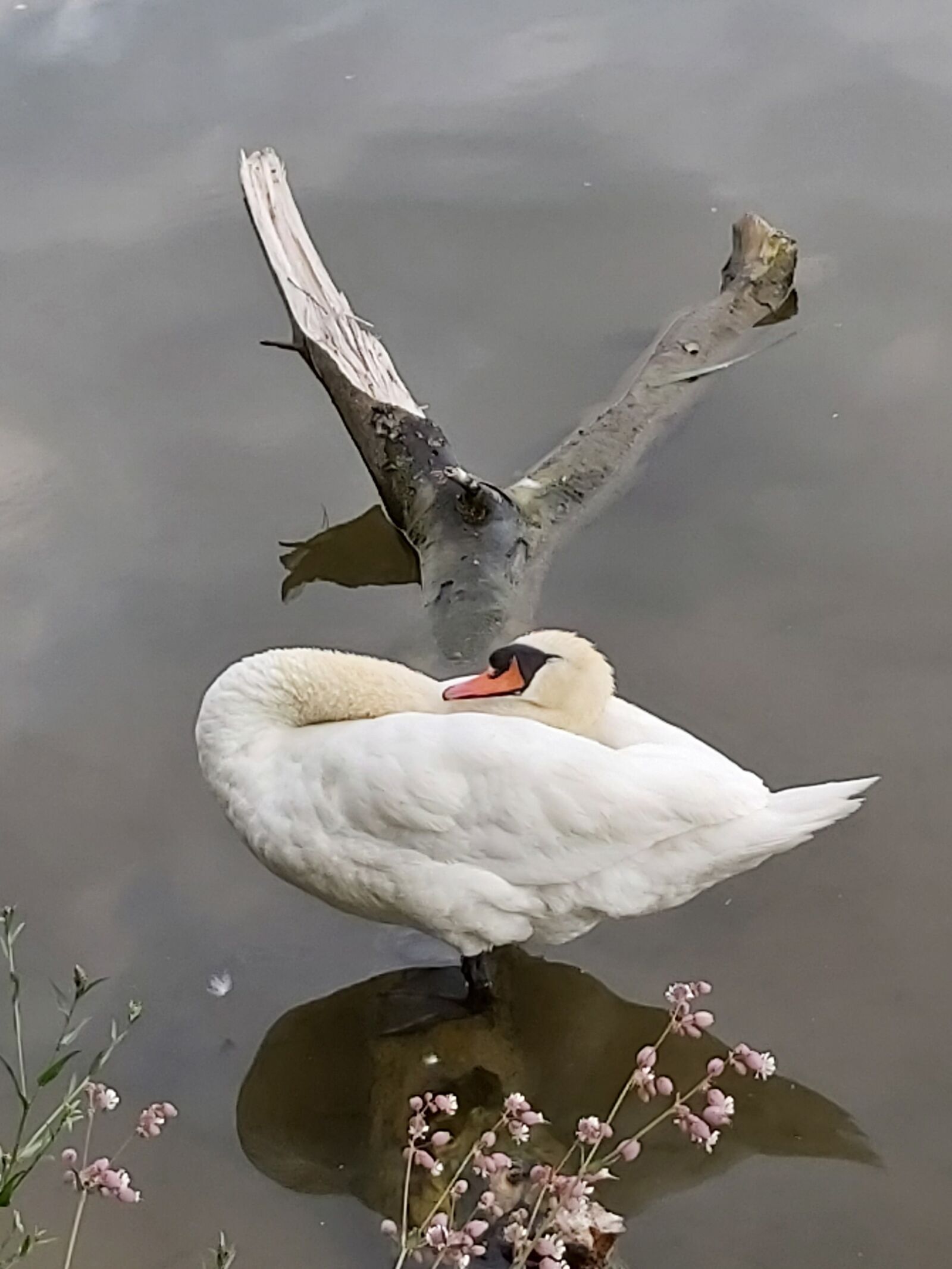 Samsung Galaxy A70 sample photo. Swan, cygnus, mute swan photography