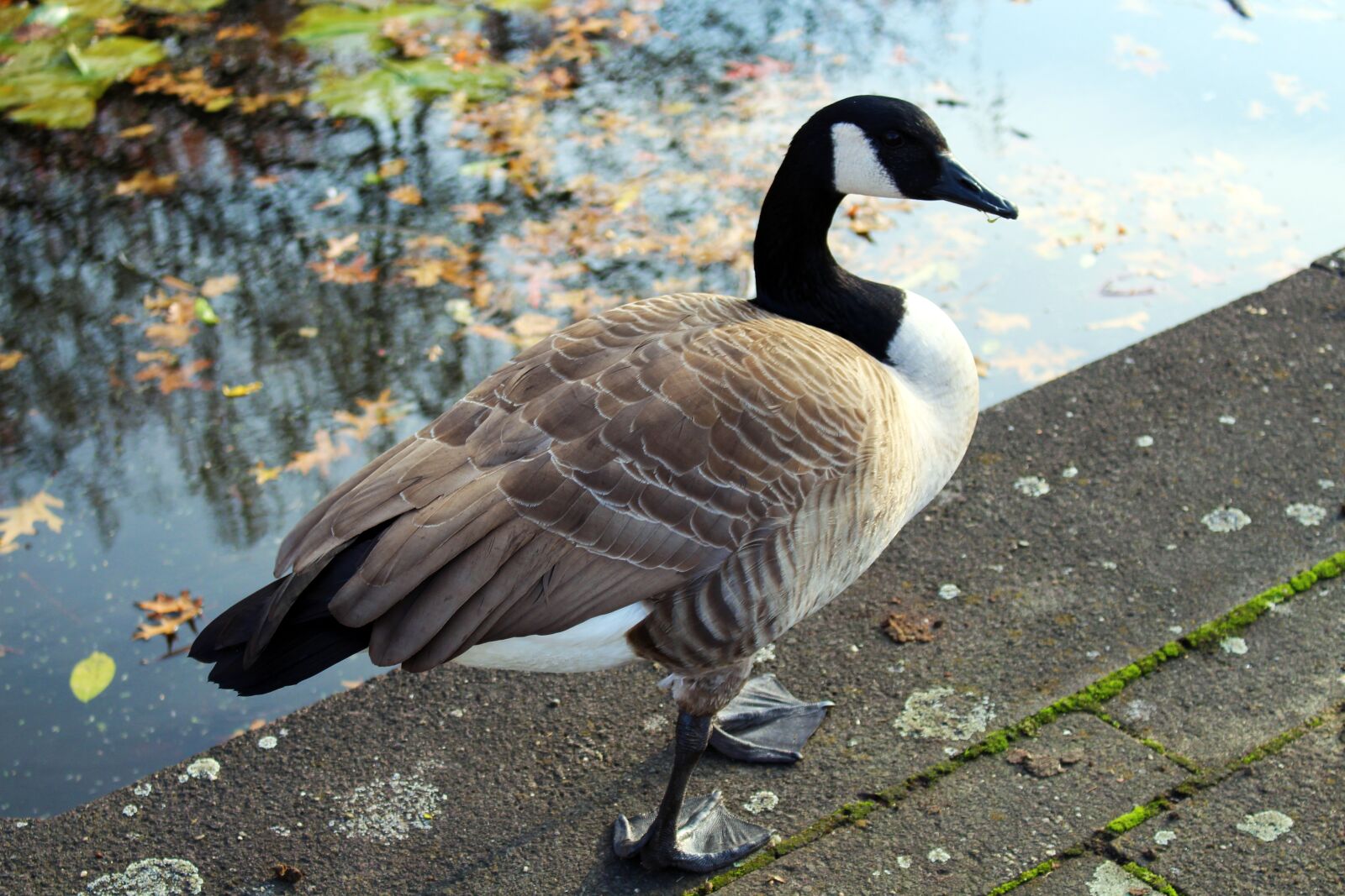 Canon EOS 700D (EOS Rebel T5i / EOS Kiss X7i) sample photo. Canada goose, bird, nature photography