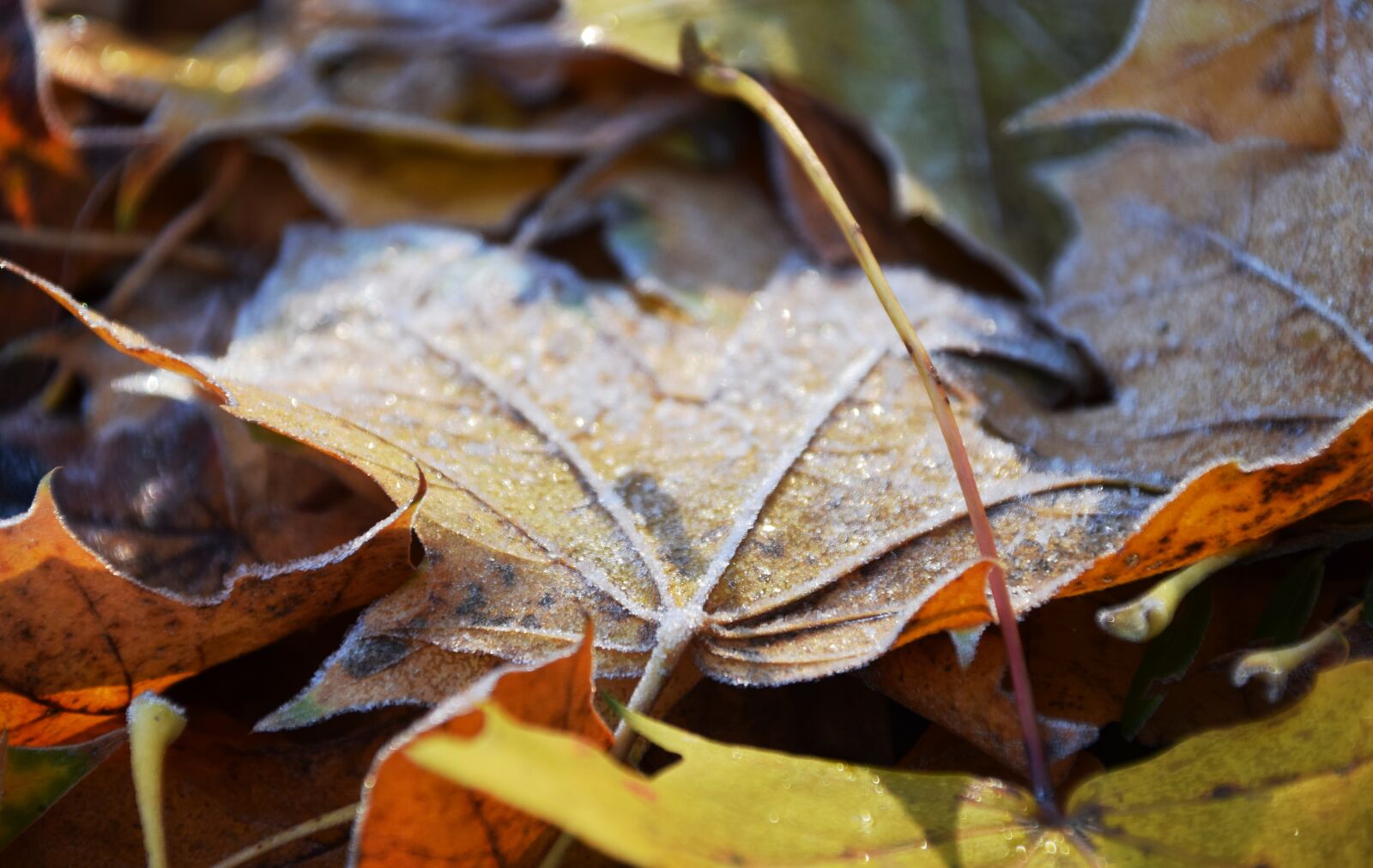 Nikon D3300 sample photo. Leaves, frost, nature photography