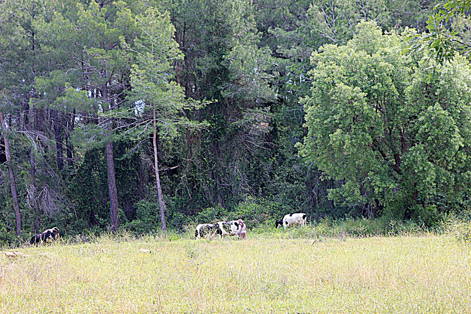 Canon EOS 550D (EOS Rebel T2i / EOS Kiss X4) sample photo. Forest, woods, village photography