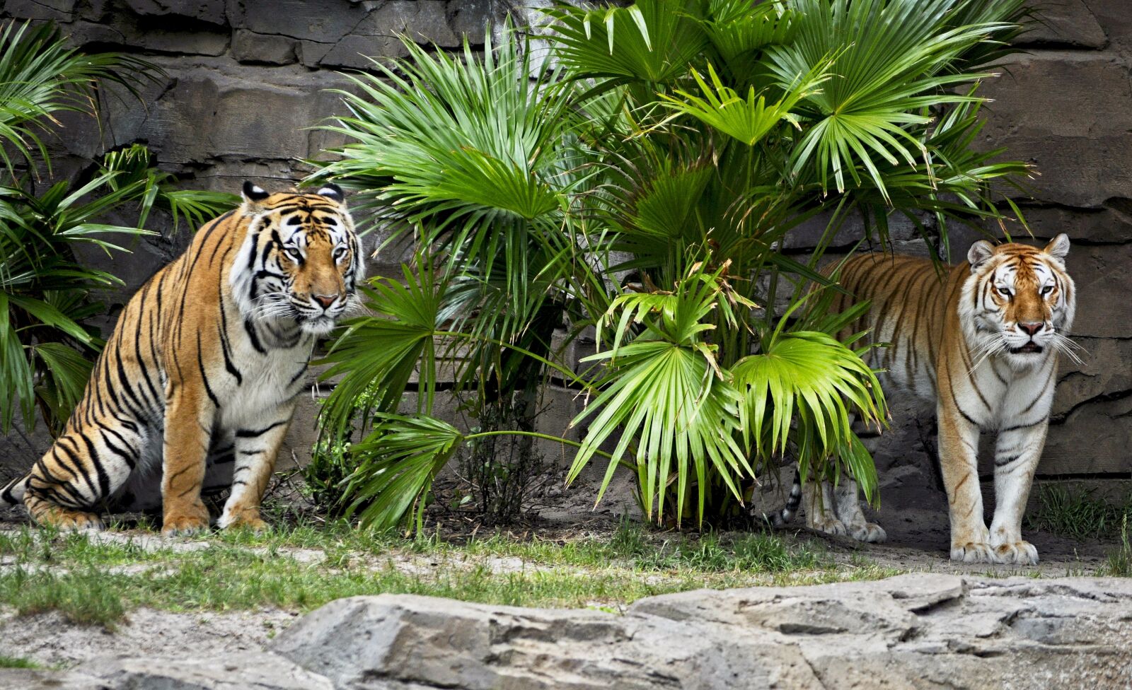 Nikon D5000 sample photo. Tiger, two, wildlife photography