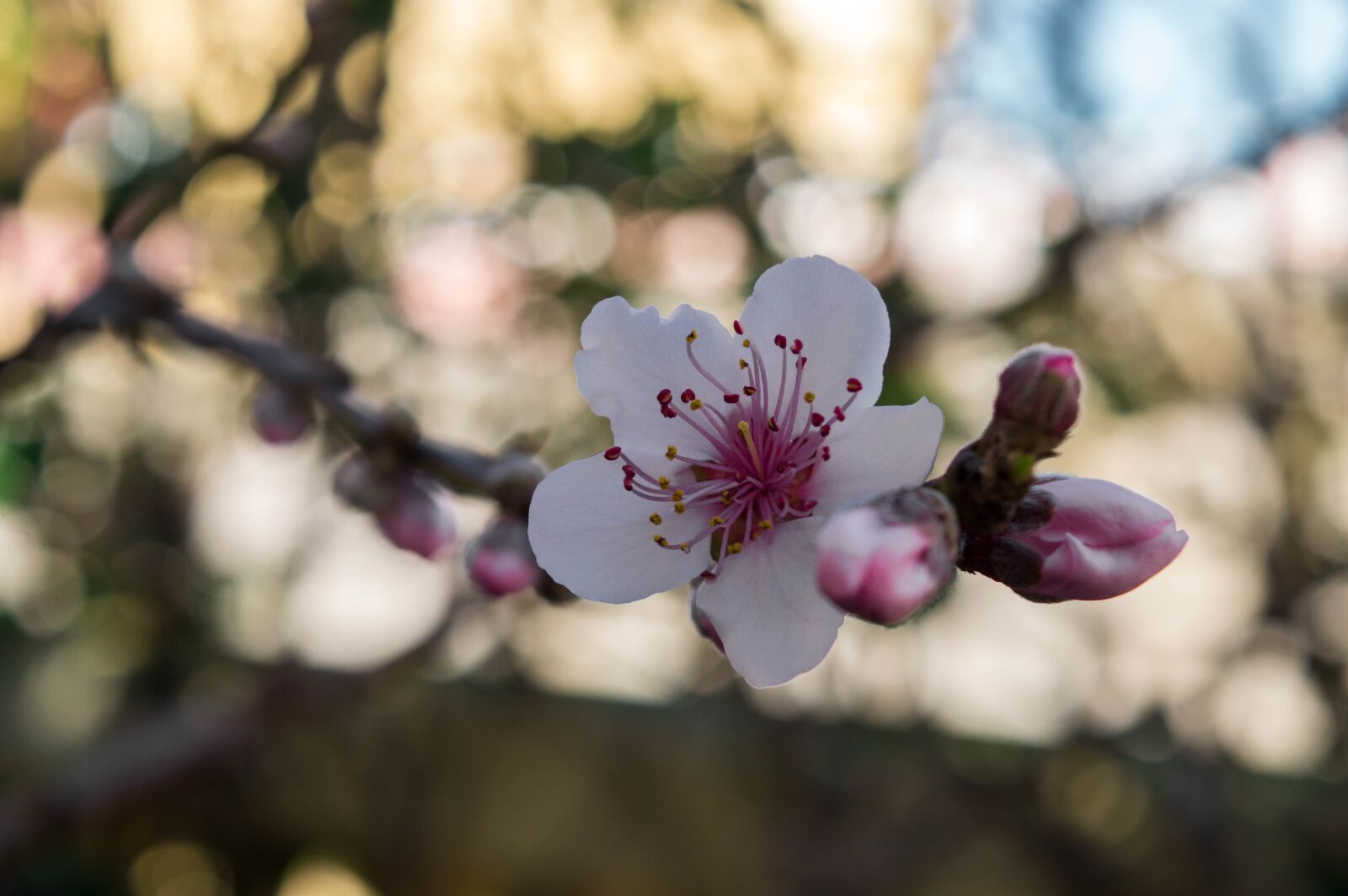Nikon D3200 sample photo. Flower, garden, nature photography