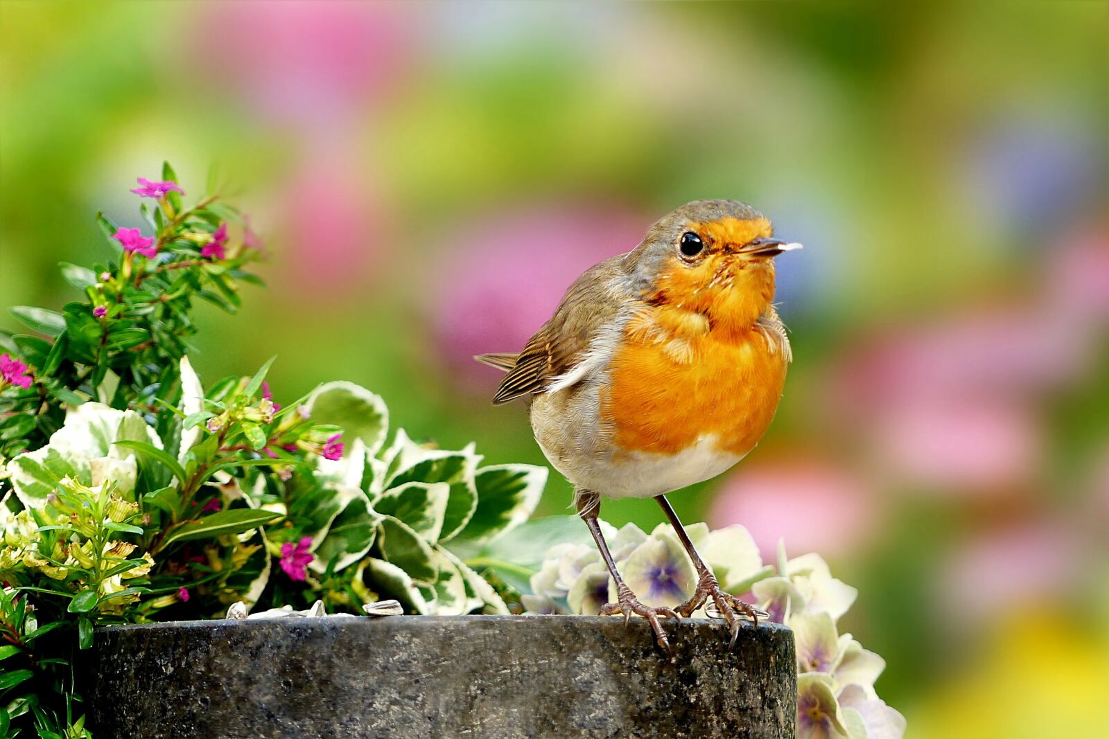 Panasonic Lumix DMC-FZ200 sample photo. Animal, bird, songbird photography