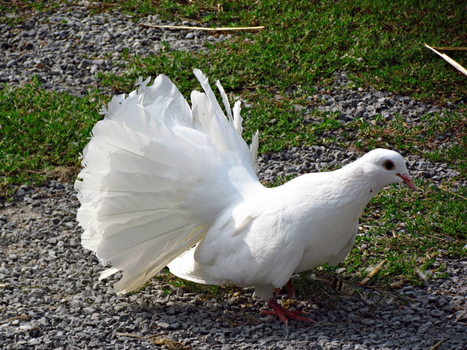 Canon PowerShot SX30 IS sample photo. Dove, bird, white photography