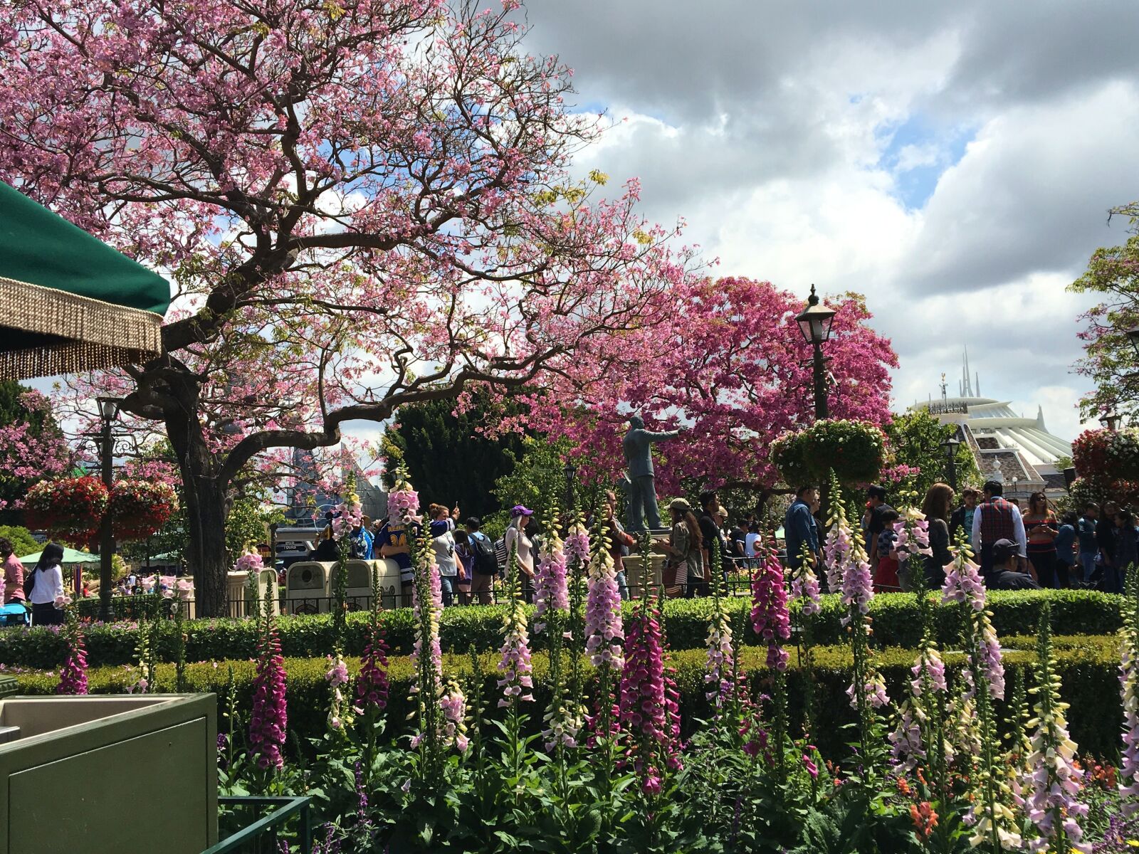Apple iPhone 6s sample photo. Disneyland, cherry blossom, spring photography