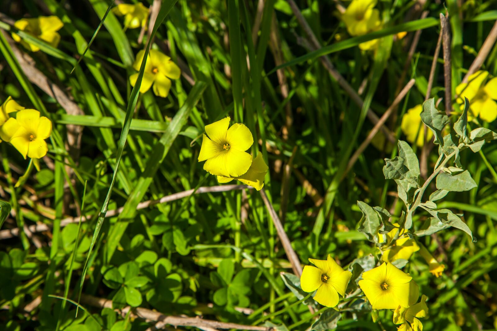 Canon EOS 5D Mark II + Canon EF 24-105mm F4L IS USM sample photo. Yellow, flowers photography