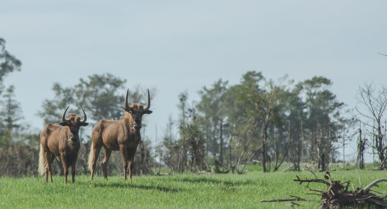 Nikon D7000 sample photo. Wildebeest, africa, safari photography