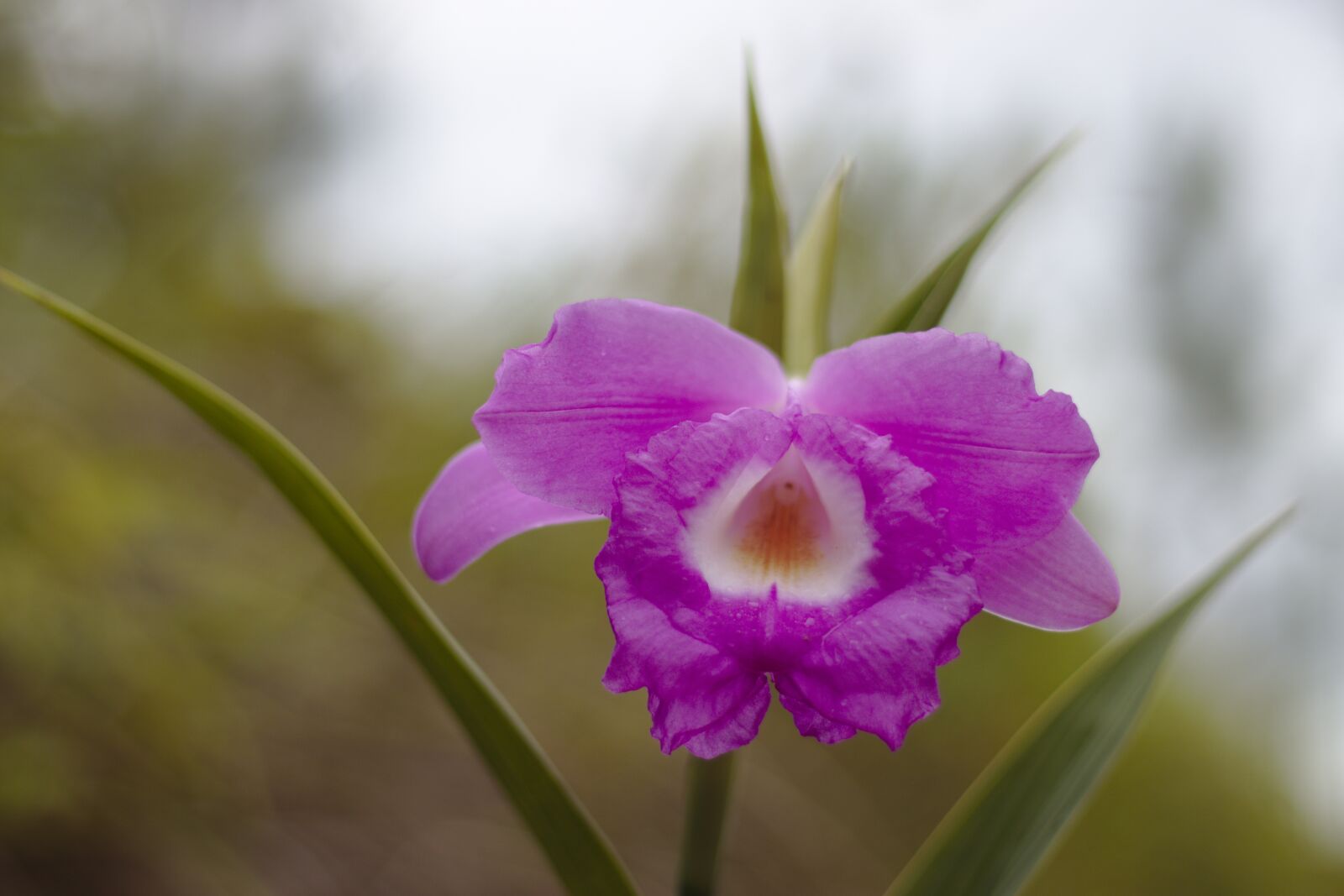 Canon EOS 80D + Canon EF 50mm F1.8 STM sample photo. Cattleya, flower, flora photography