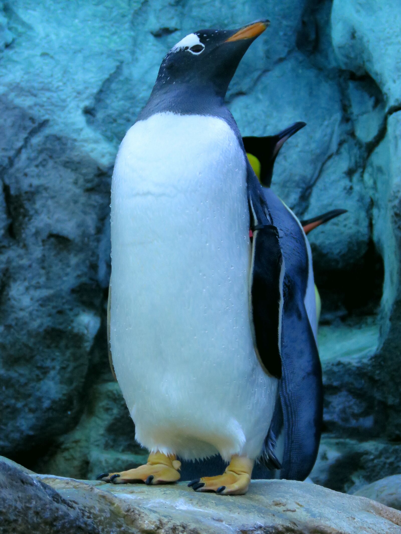 Canon PowerShot SX60 HS sample photo. Gentoo penguin, penguins, calgary photography