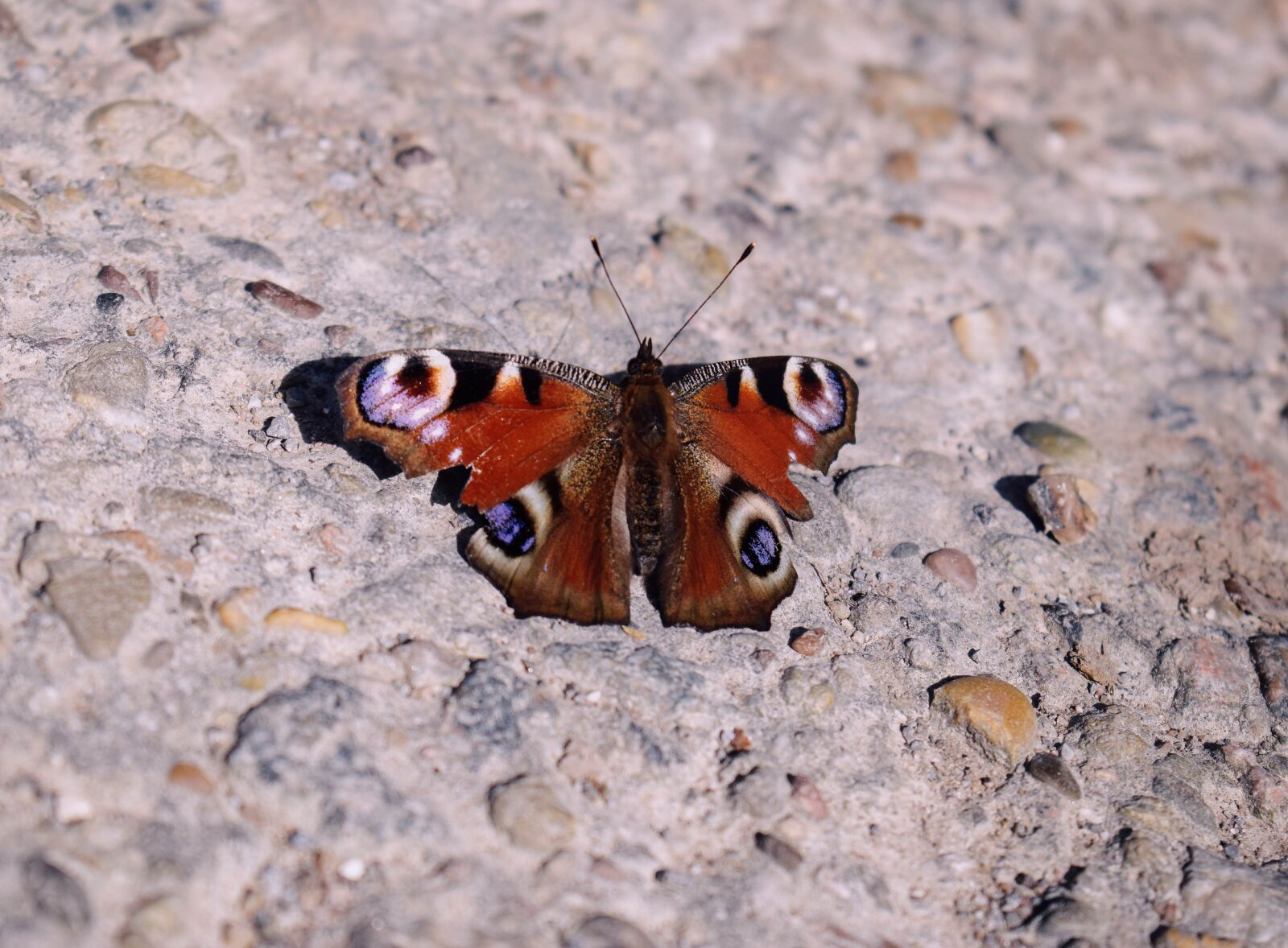 Nikon D5300 sample photo. Butterfly, tagpfaugenauge, insect photography