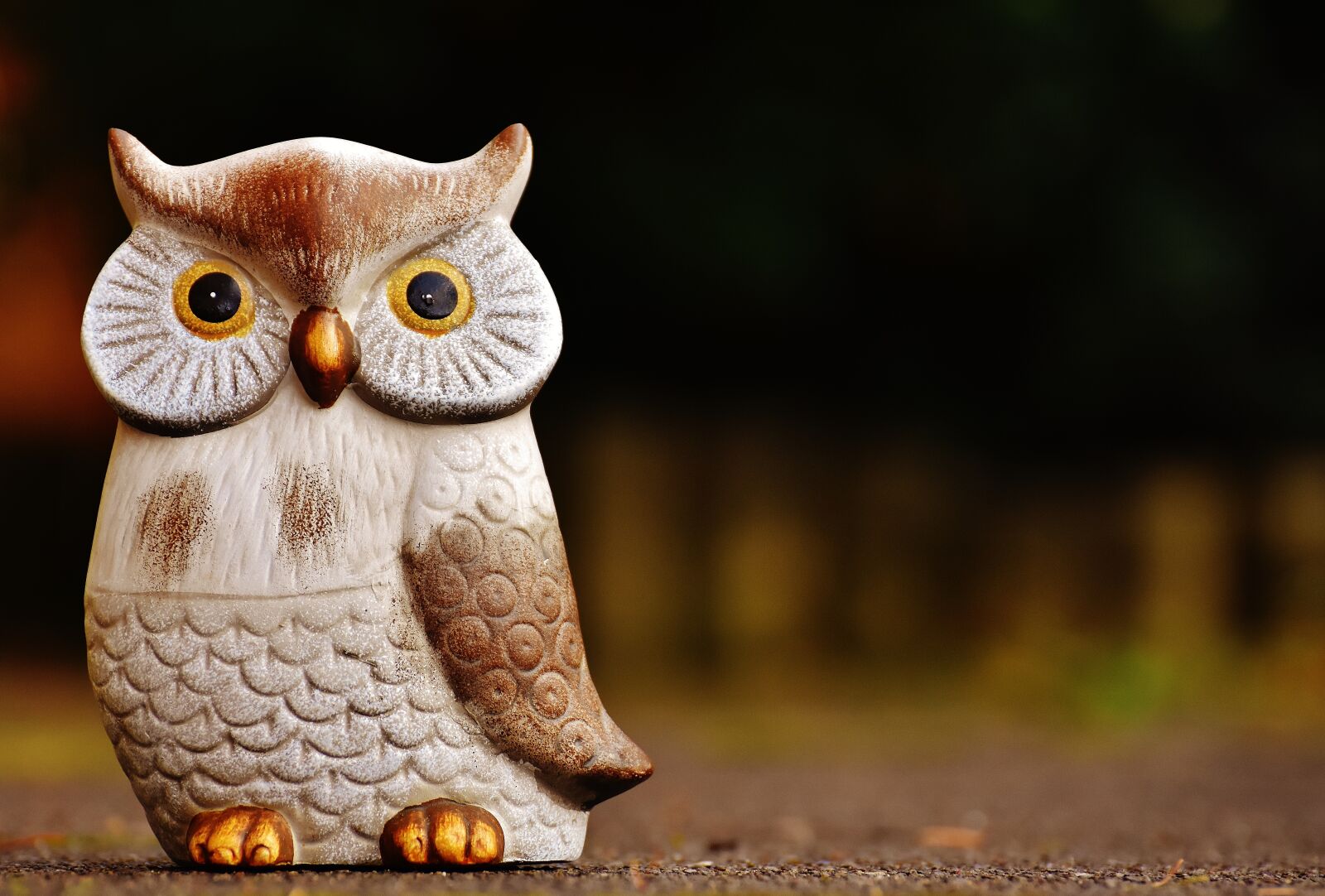 Nikon D7200 sample photo. Owl, bird, funny photography