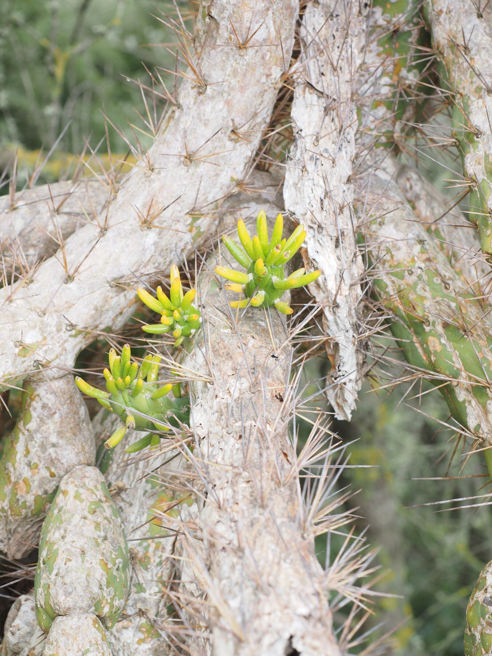 Olympus OM-D E-M1 + Olympus M.Zuiko Digital ED 12-40mm F2.8 Pro sample photo. Cactus, opuntia, engine photography
