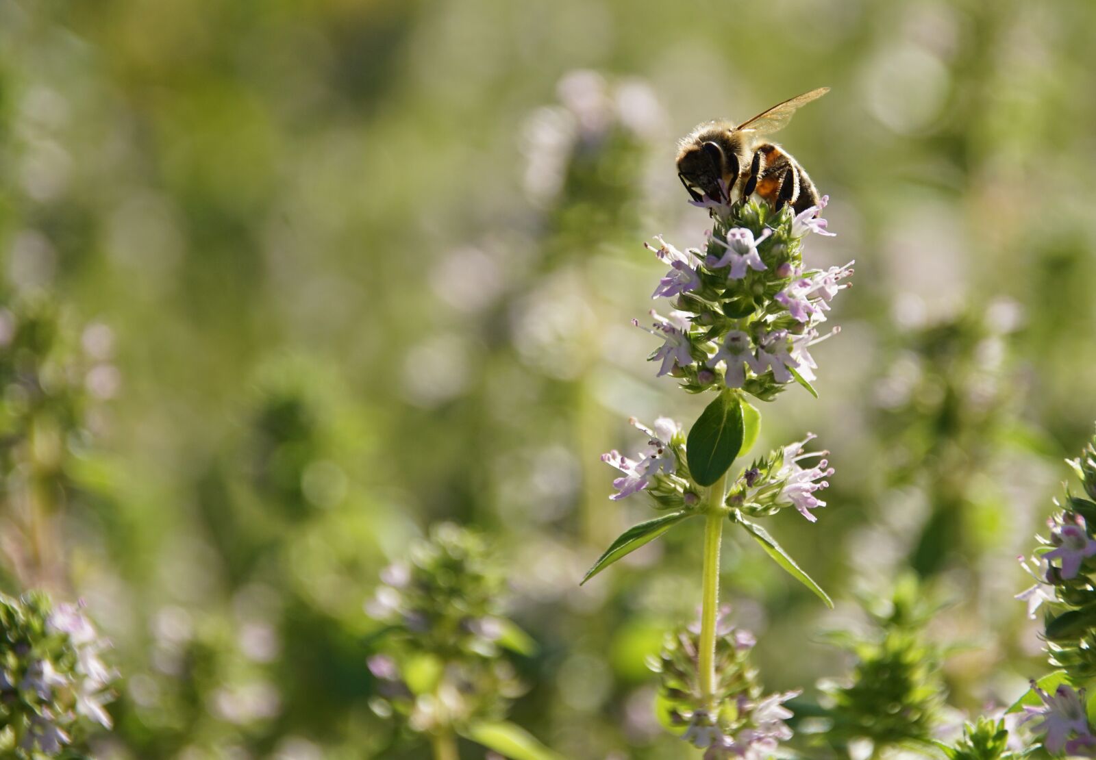 Sony ILCA-77M2 sample photo. Bee, pollen, meadow photography