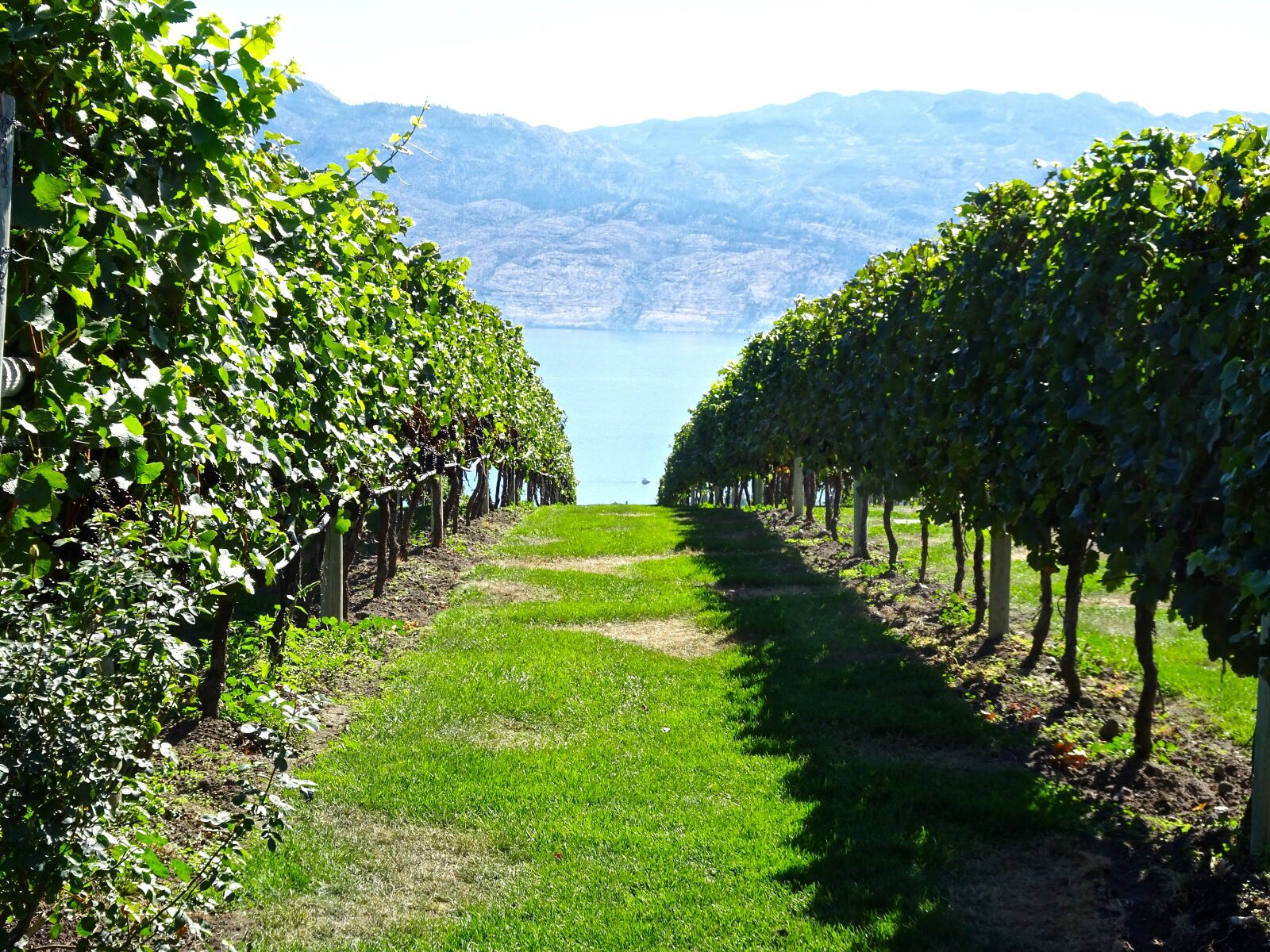 Sony Cyber-shot DSC-HX90V sample photo. Vineyard, vines, grapes photography