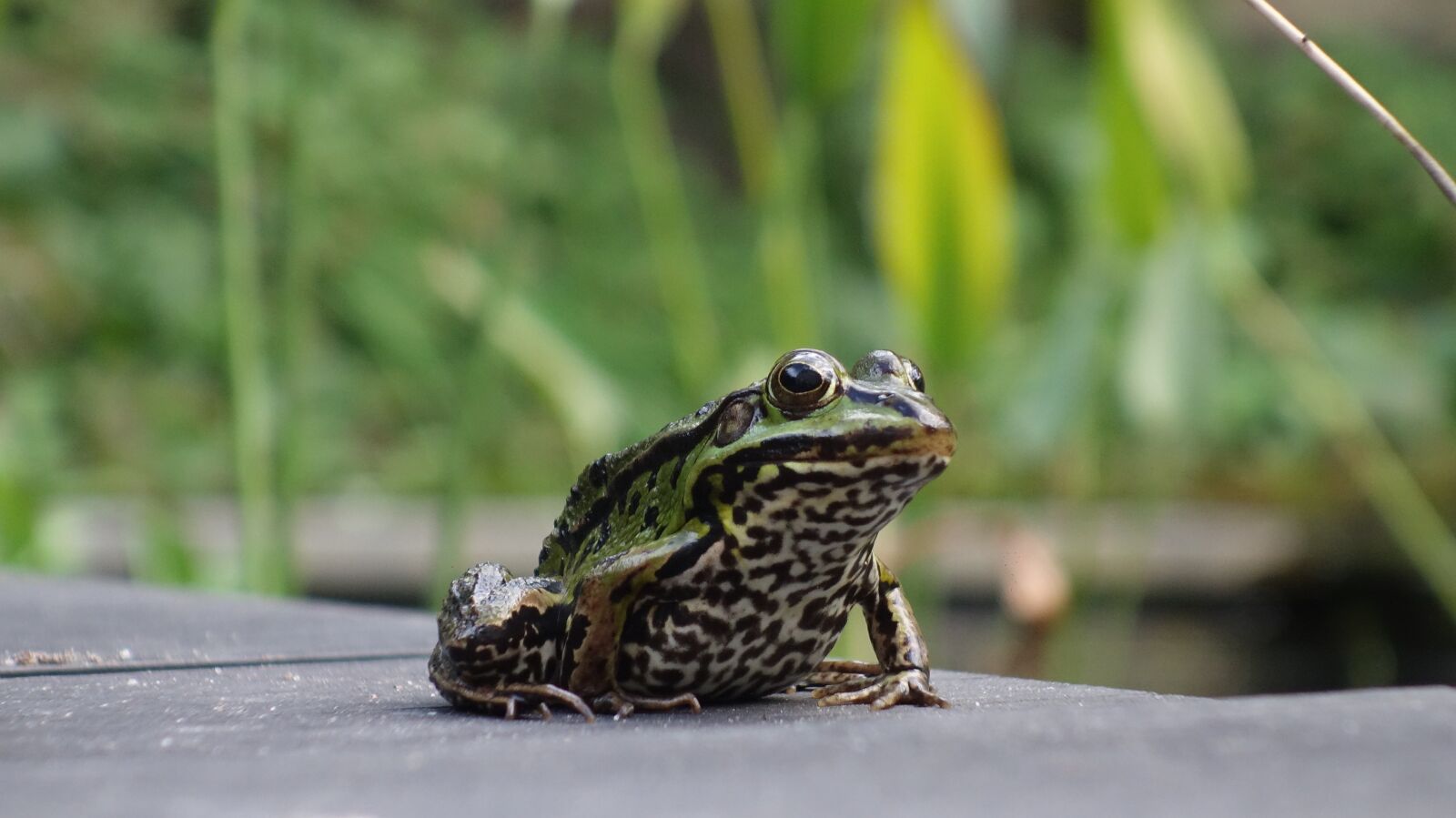 Sony Cyber-shot DSC-RX100 sample photo. Frog, amphibian, green photography