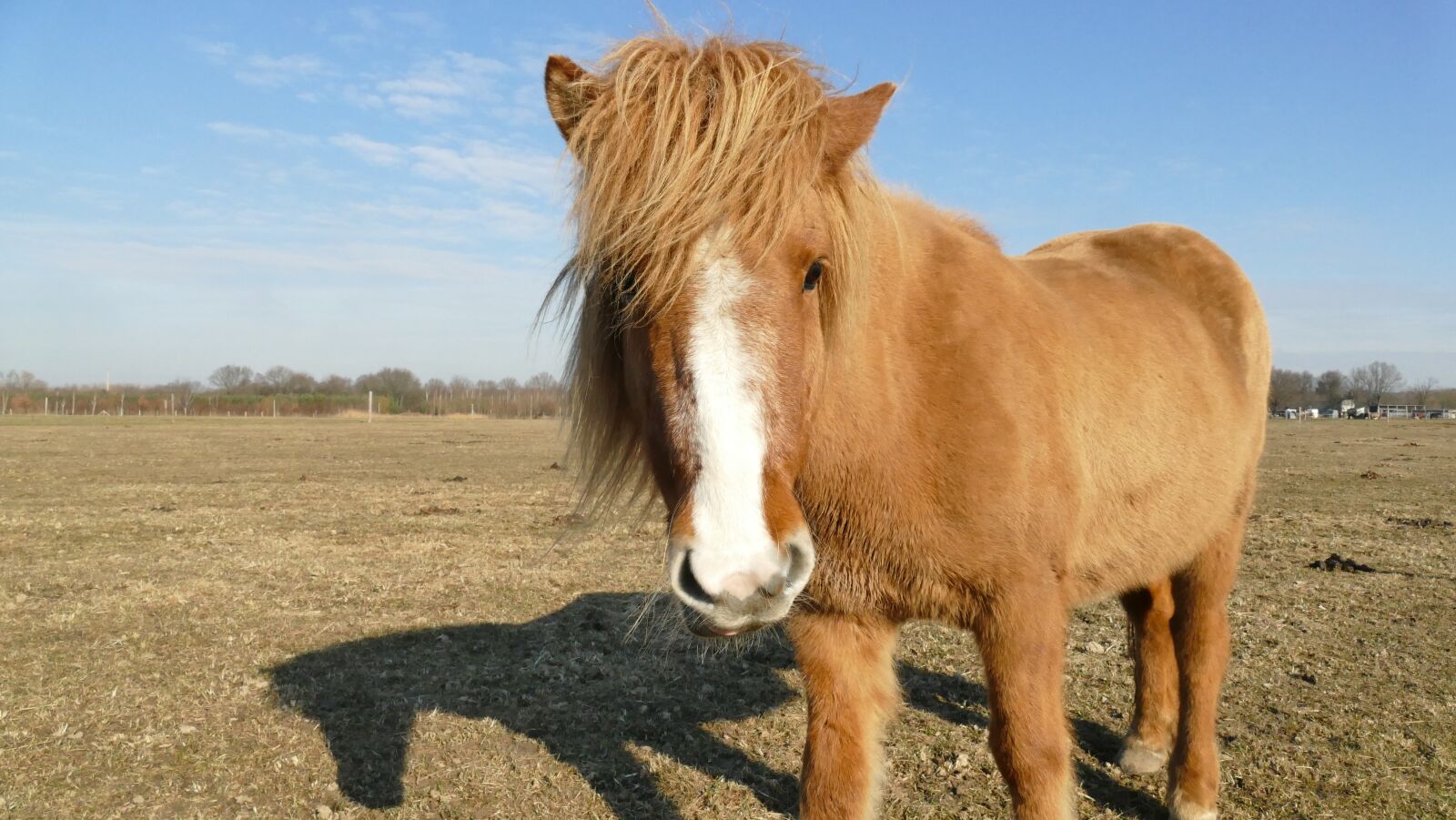 Panasonic Lumix DMC-FZ1000 sample photo. Horse, coupling, to watch photography