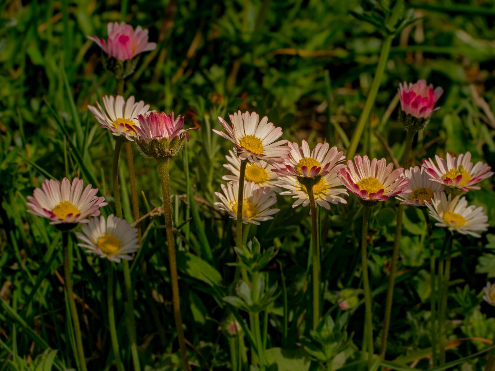 Tamron SP AF 60mm F2 Di II LD IF Macro sample photo. Flower, marguerite, geese flower photography