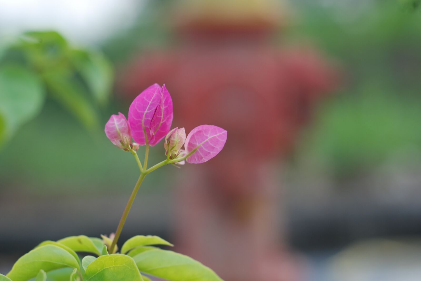 Nikon D80 sample photo. Flower, the leaves, the photography