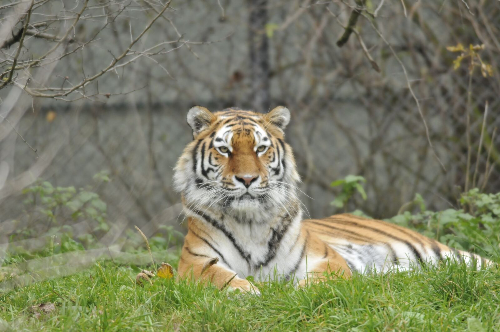 Nikon D300 sample photo. Zoo, hellabrunn, munich photography