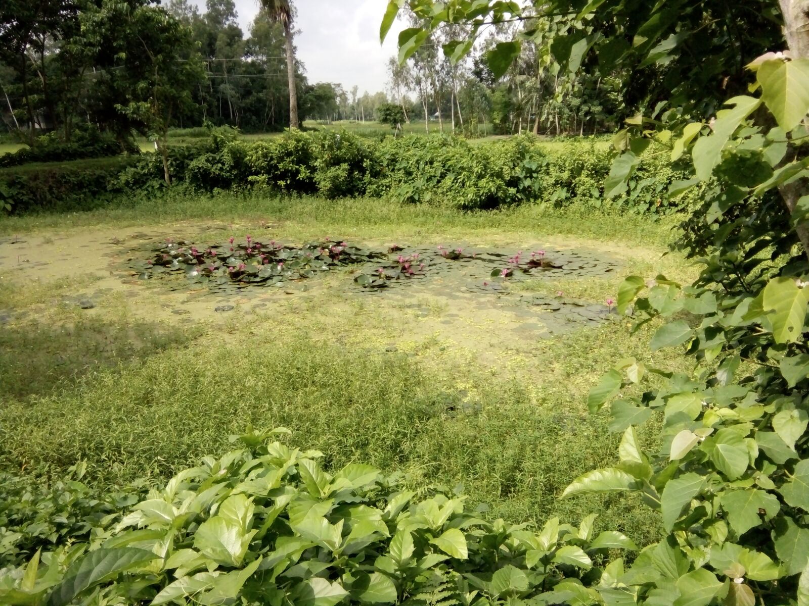 OPPO A1603 sample photo. Nature, beauty, green photography