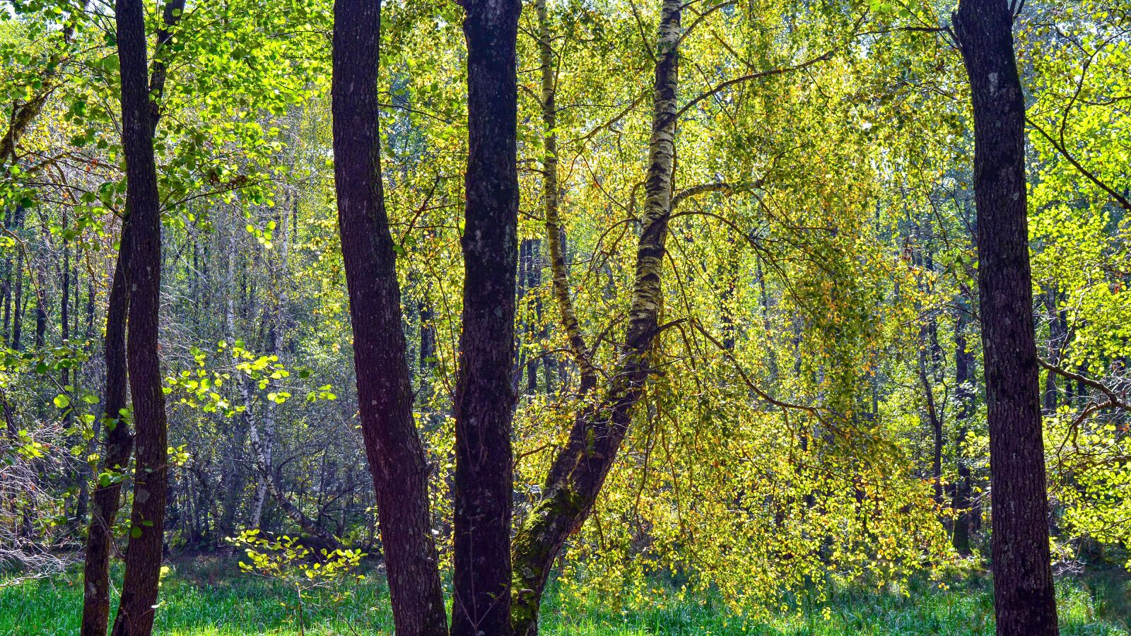 Nikon D5200 sample photo. Nature, forest, autumn photography