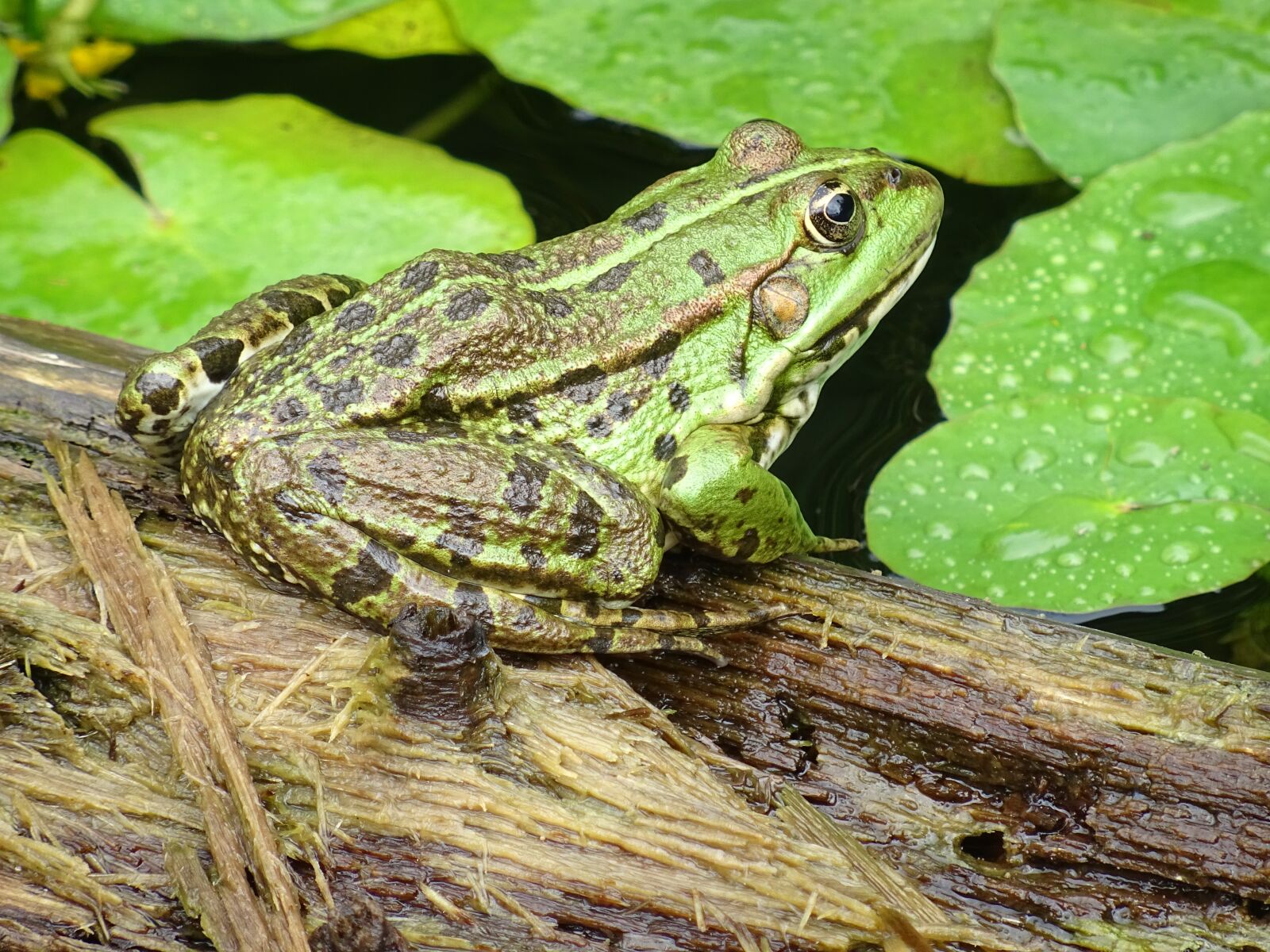 Sony DSC-HX60 sample photo. Common frog, green, water photography