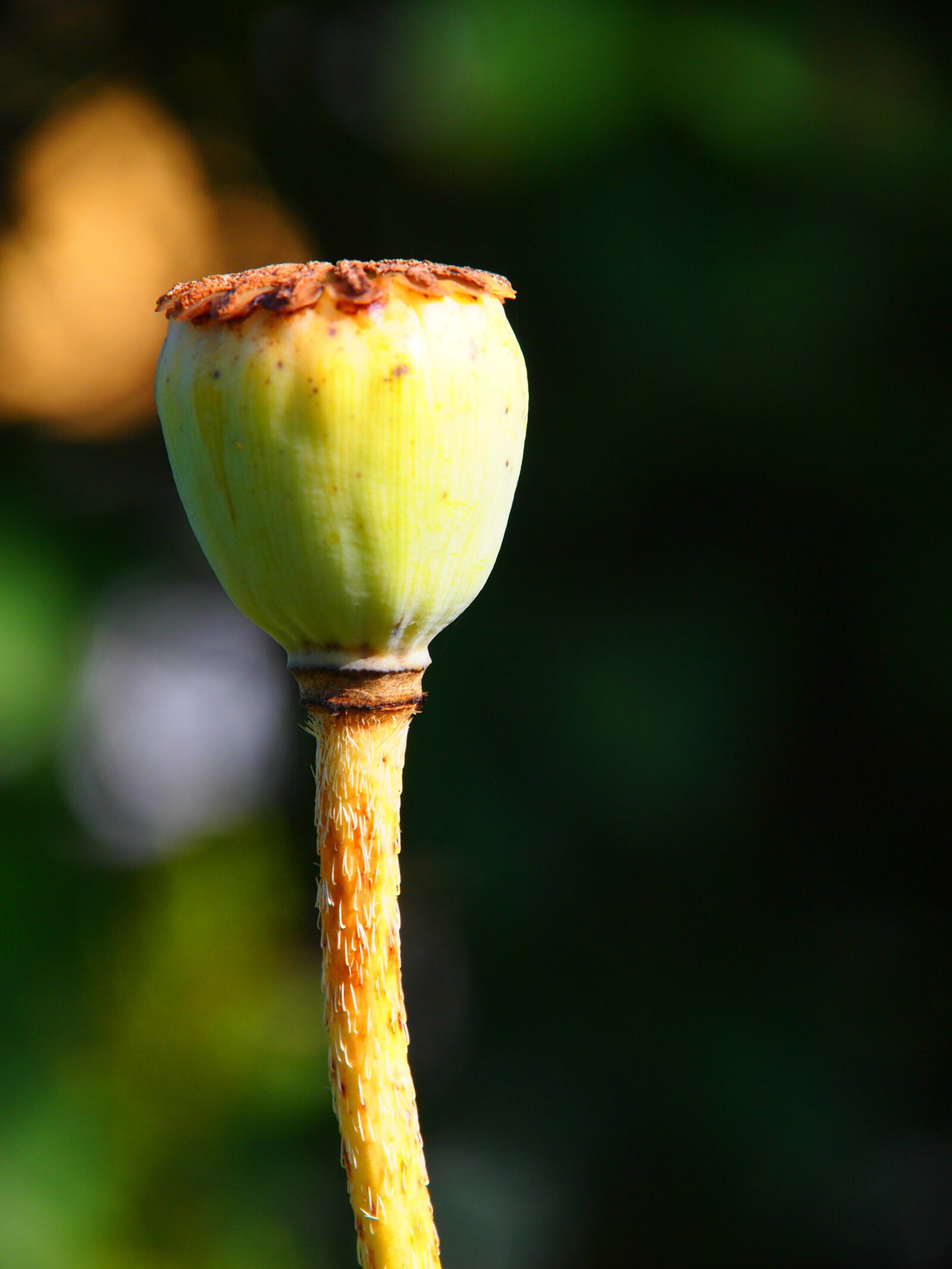 Olympus PEN E-PL1 sample photo. Poppy, capsule, garden photography