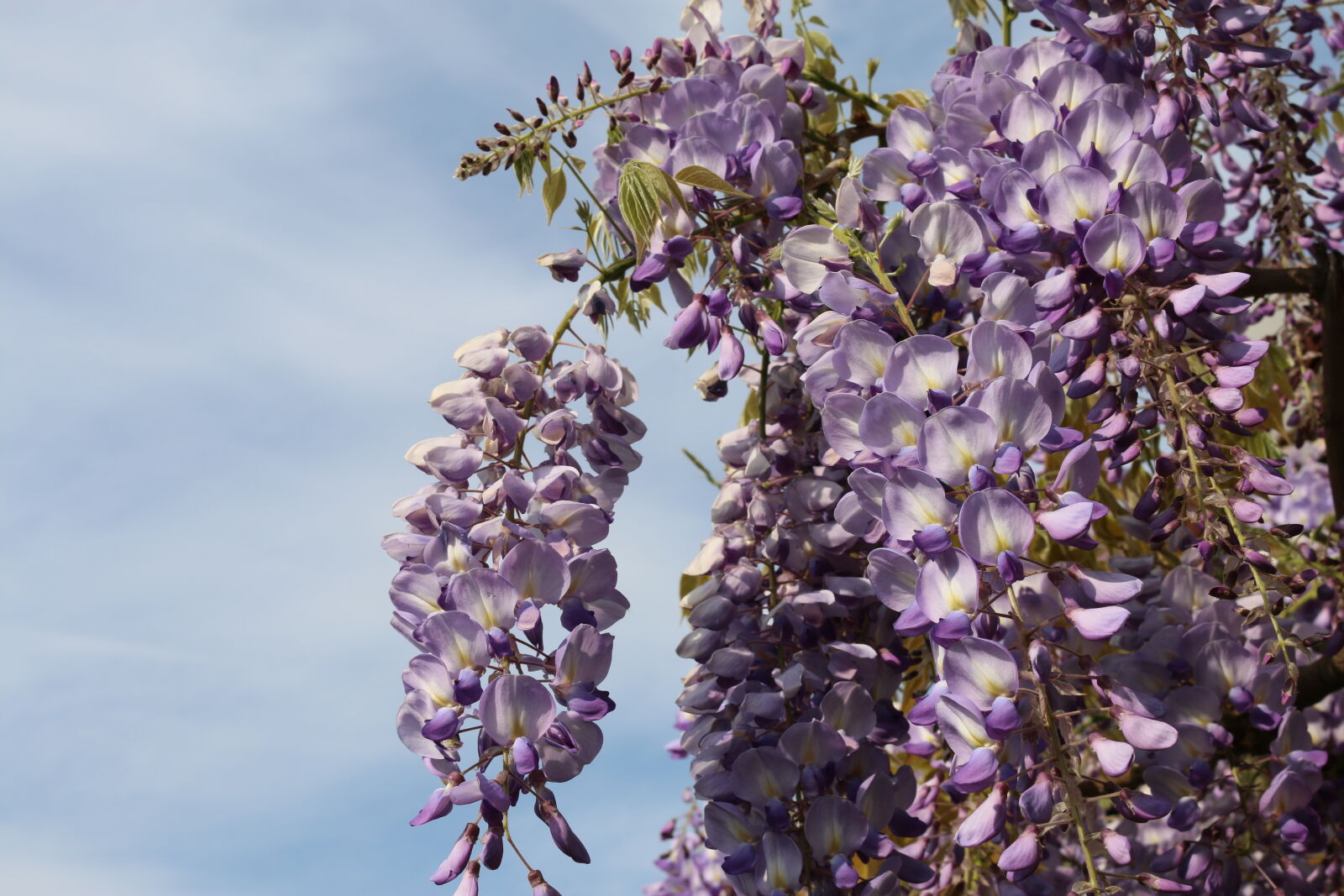 Canon EOS 70D sample photo. Flower, flowers, light, purple photography