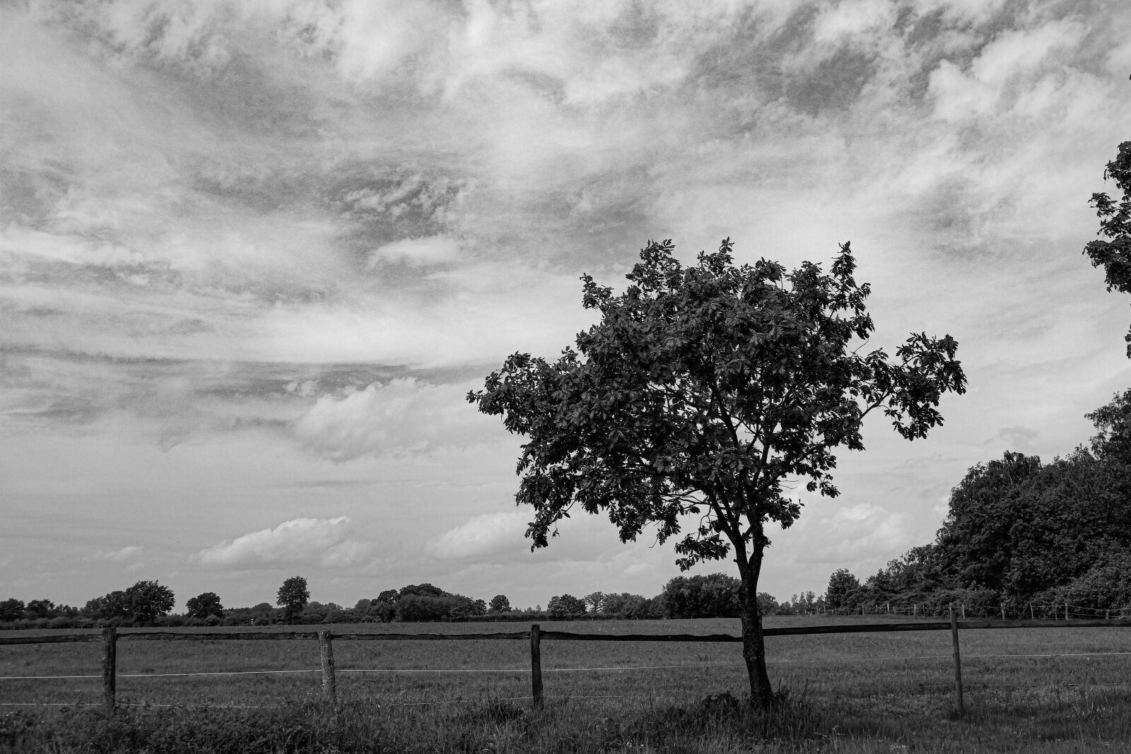 Canon EOS 750D (EOS Rebel T6i / EOS Kiss X8i) + Canon EF-S 10-22mm F3.5-4.5 USM sample photo. Black and white, tree photography