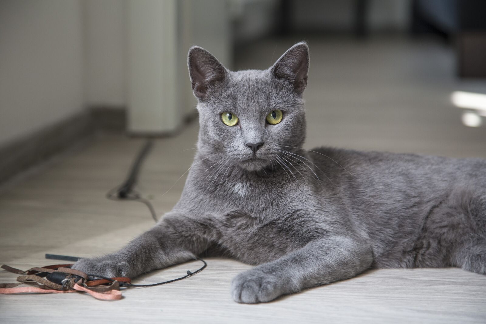 Canon EOS 6D + Canon EF 24-105mm F4L IS USM sample photo. Cat, fluffy, feline photography