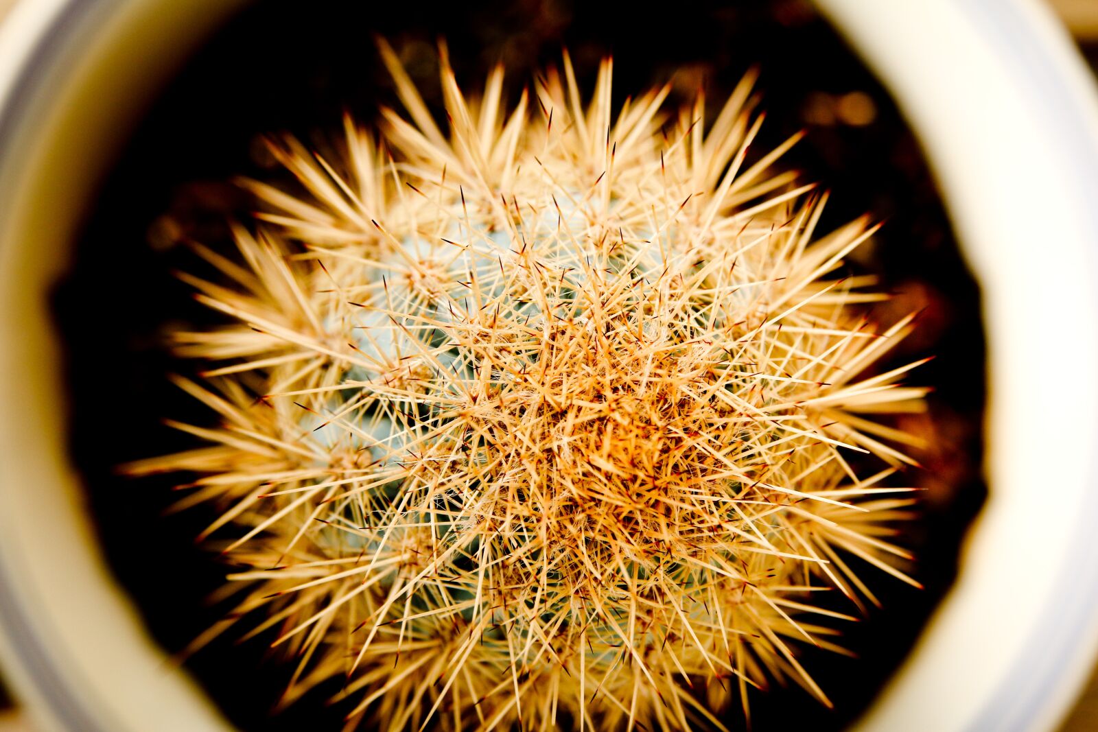 Canon EOS 70D sample photo. Cactus, close-up, plant photography