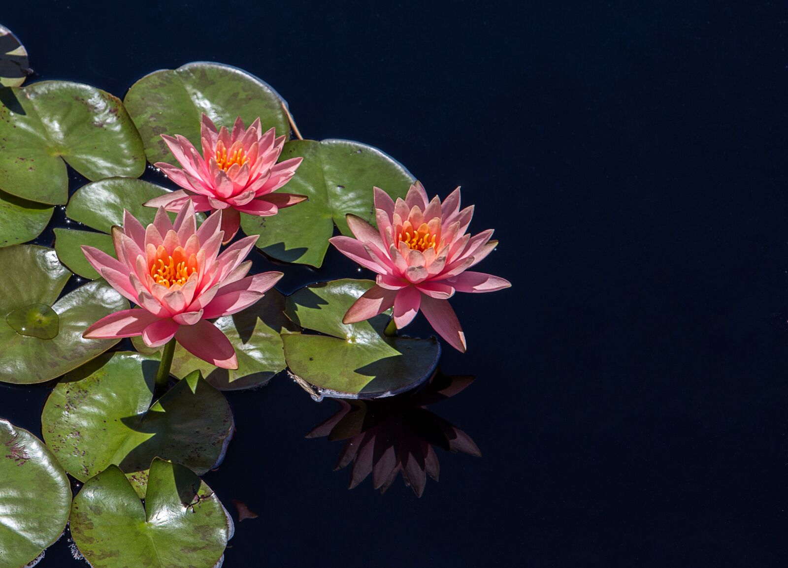 Canon EOS 6D + Canon EF 24-105mm F4L IS USM sample photo. Lotus, flower, pond photography