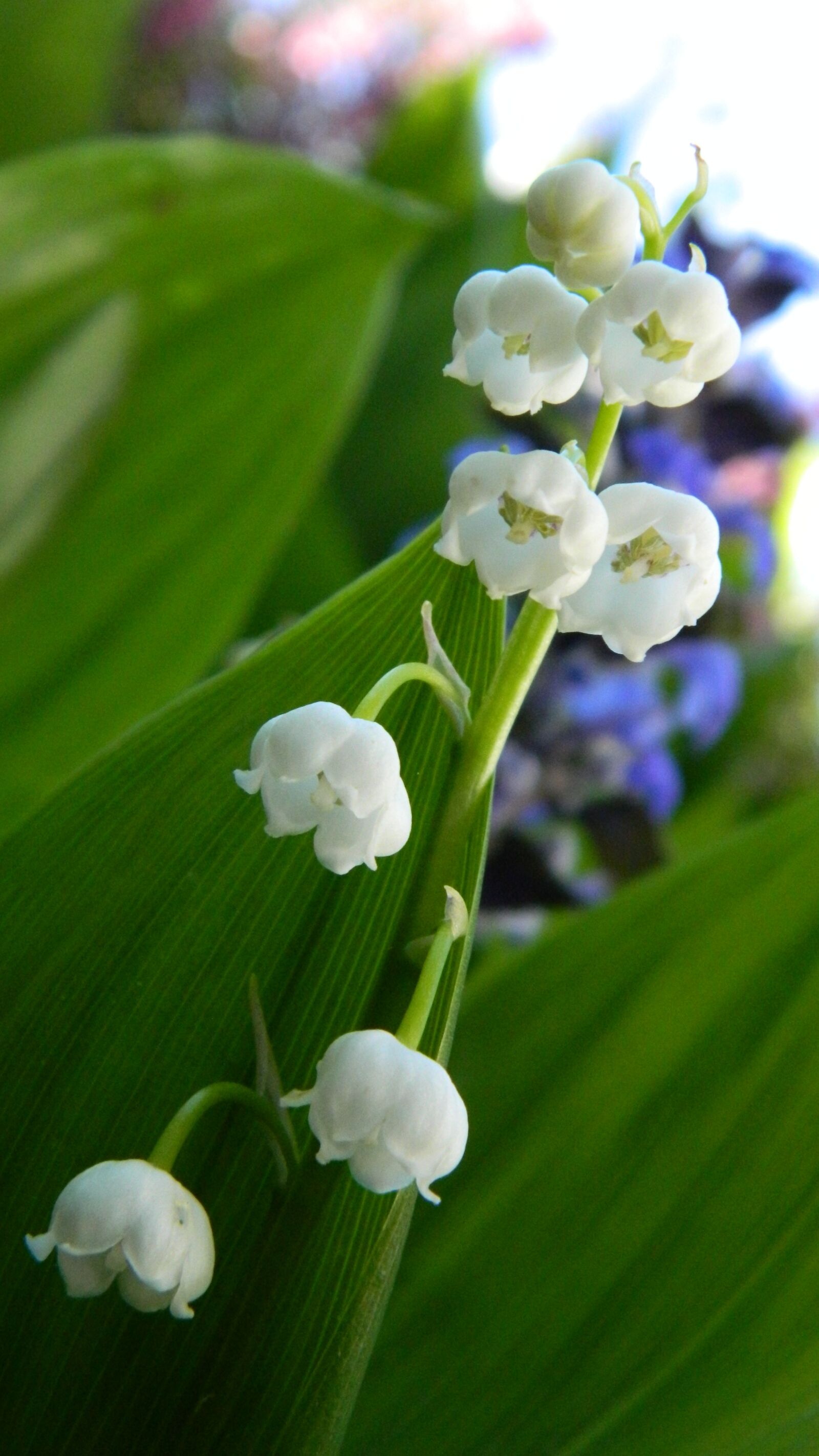 Nikon Coolpix L120 sample photo. Lily of the valley photography