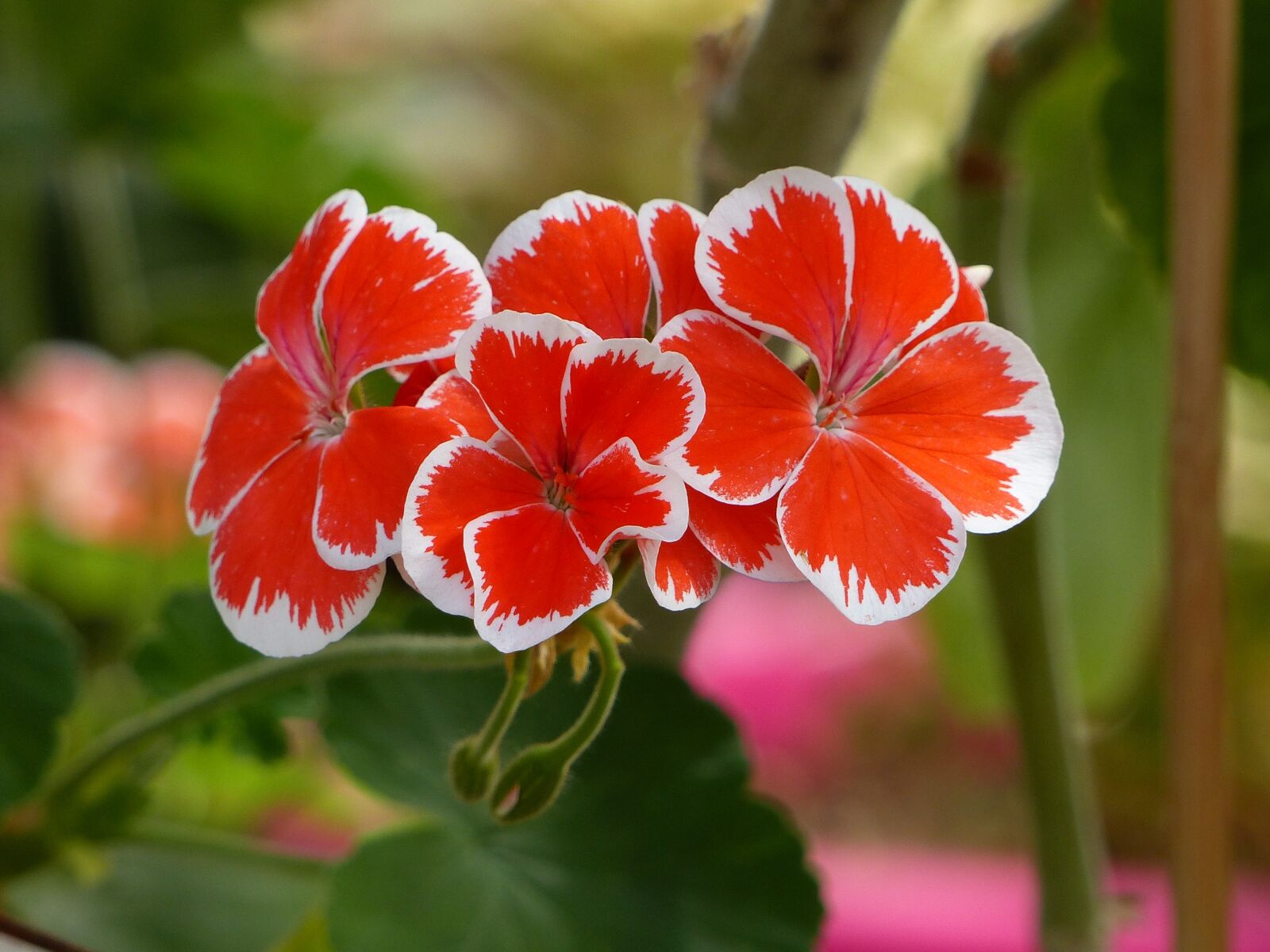 Panasonic Lumix DMC-FZ200 sample photo. Geranium, colors, plant photography