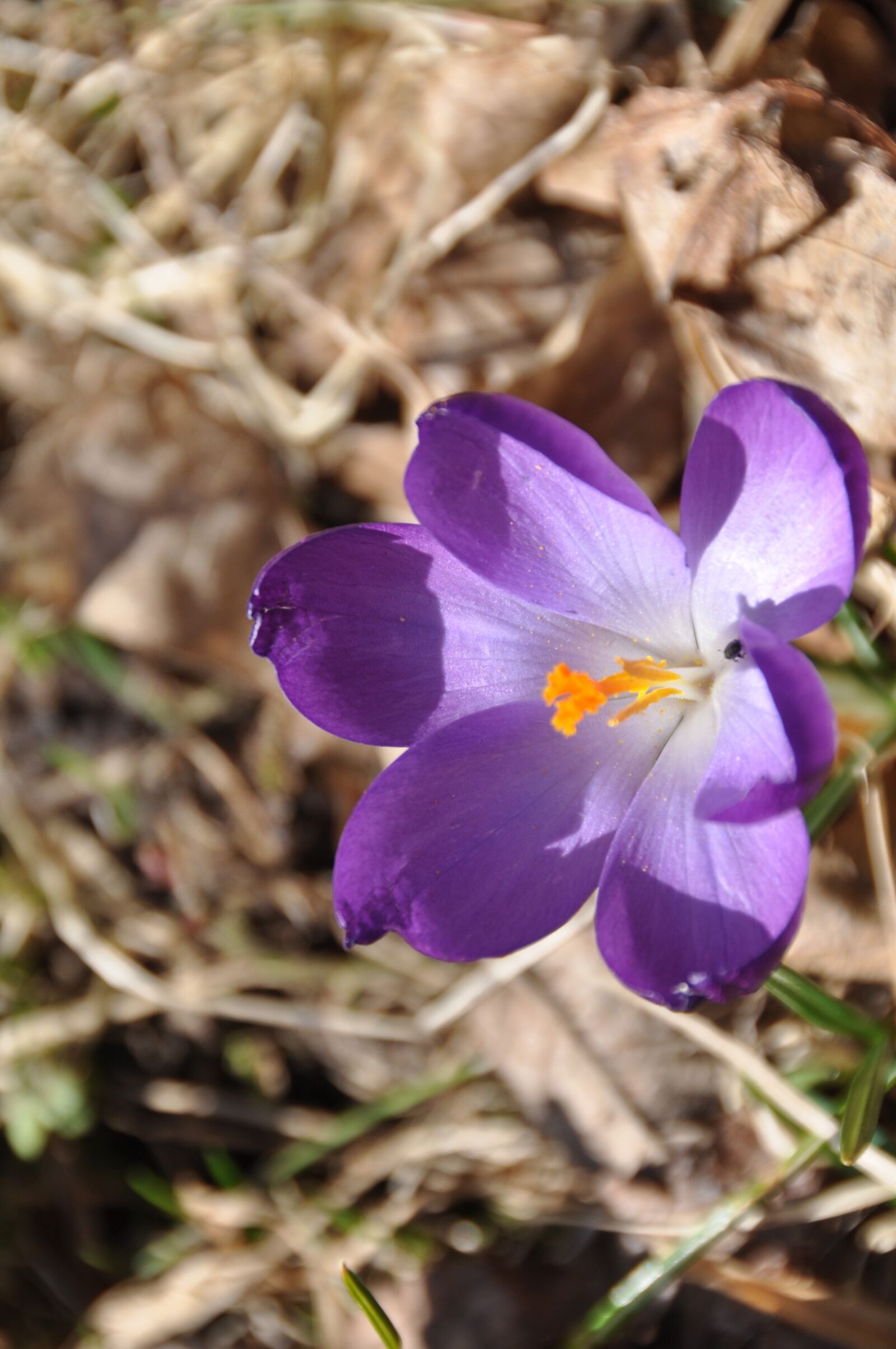 Nikon D90 sample photo. Crocus, purple, flower photography