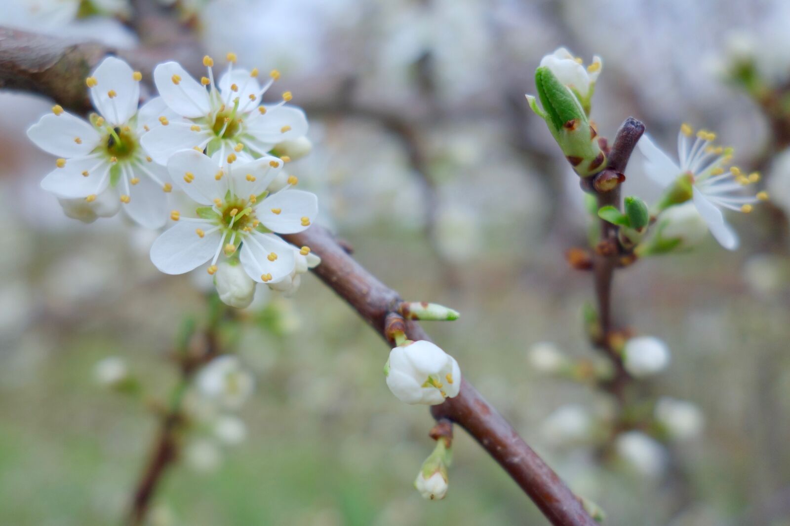 Sony Cyber-shot DSC-RX100 sample photo. Flower, cherry wood, tree photography