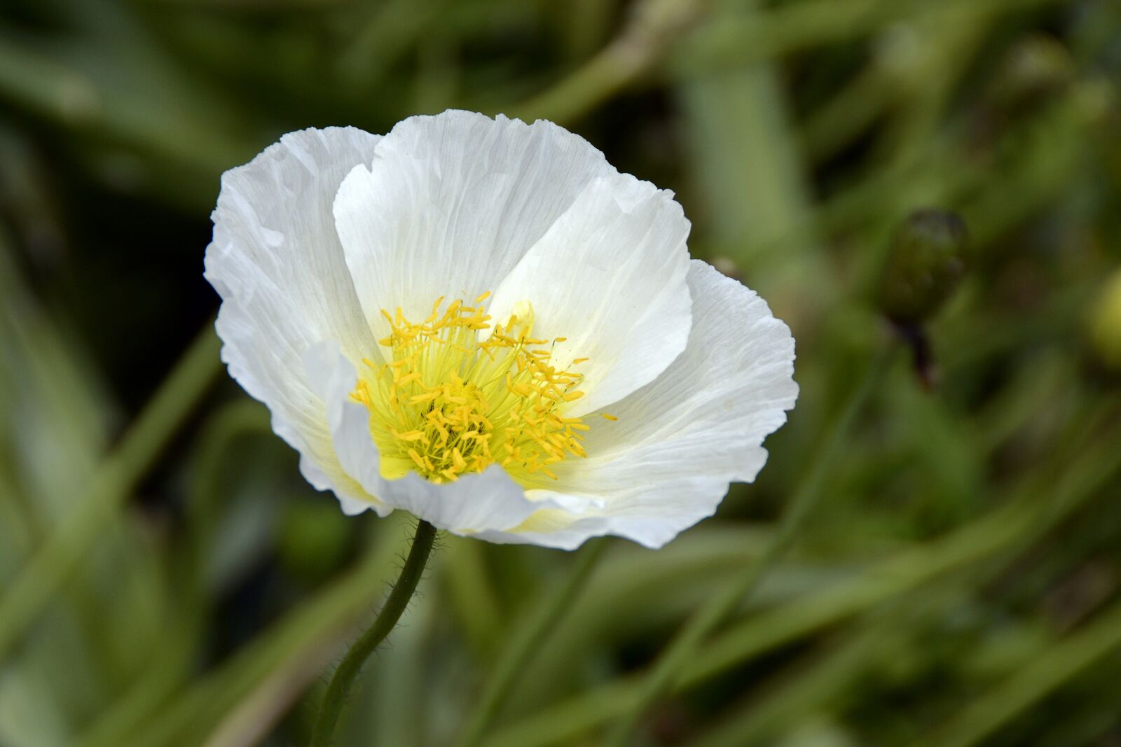 Nikon D7100 sample photo. Klatschmohn, flowers, poppy photography