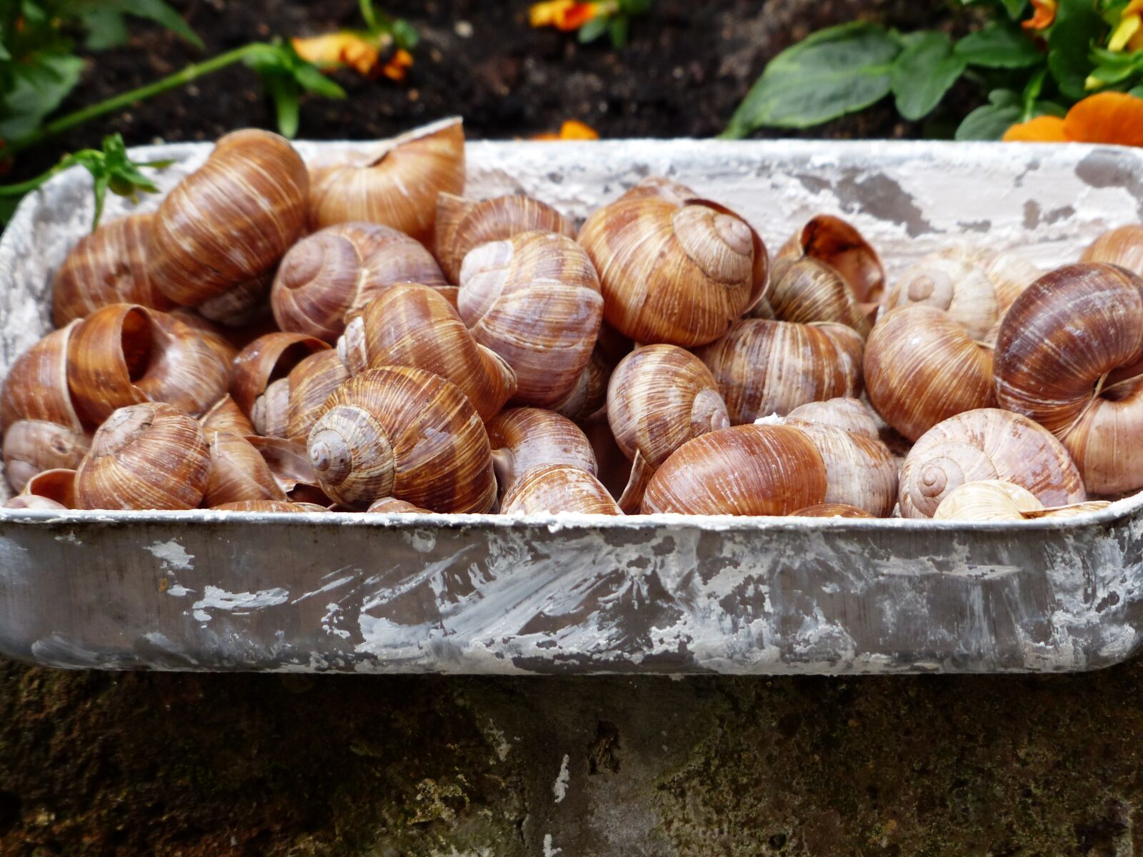 Panasonic Lumix DMC-FZ200 sample photo. Escargots, snails, collection photography