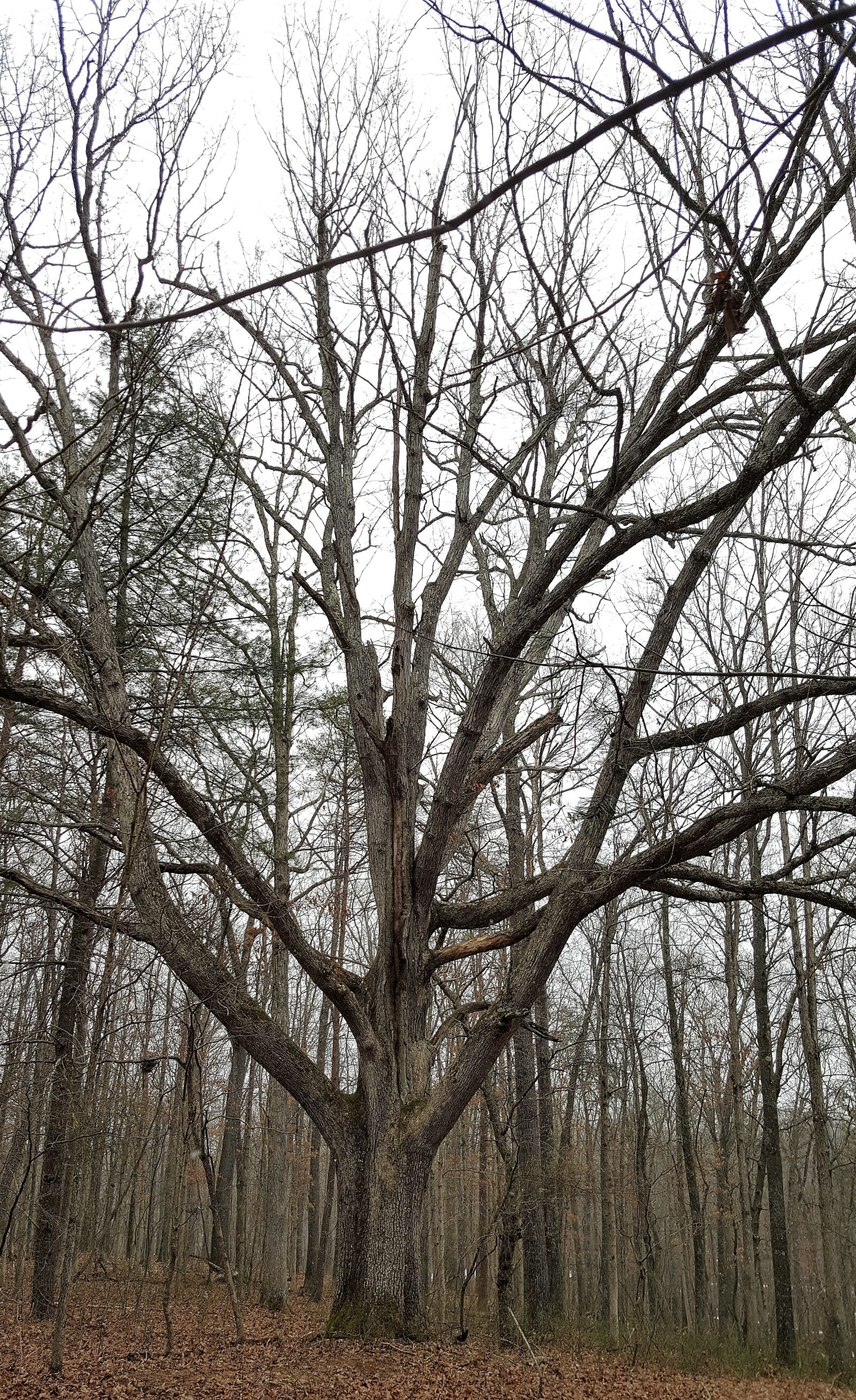 Samsung Galaxy Note5 sample photo. Tree, wood, branch photography