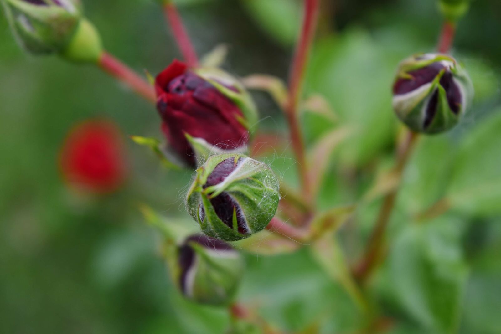 Nikon D5500 sample photo. Horticulture, red, upclose, leaf photography
