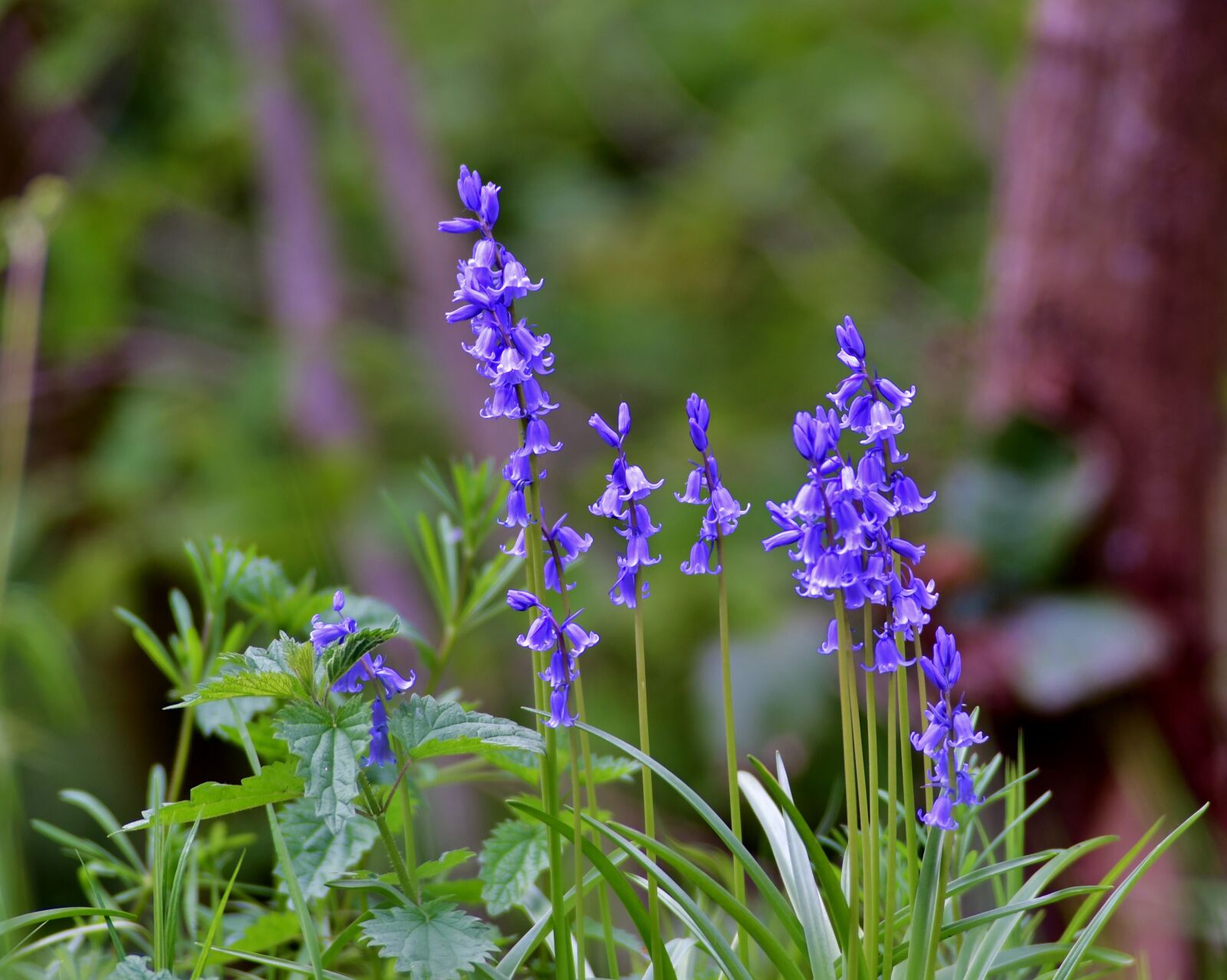 Nikon D500 sample photo. Flowers, blue, bellflower photography