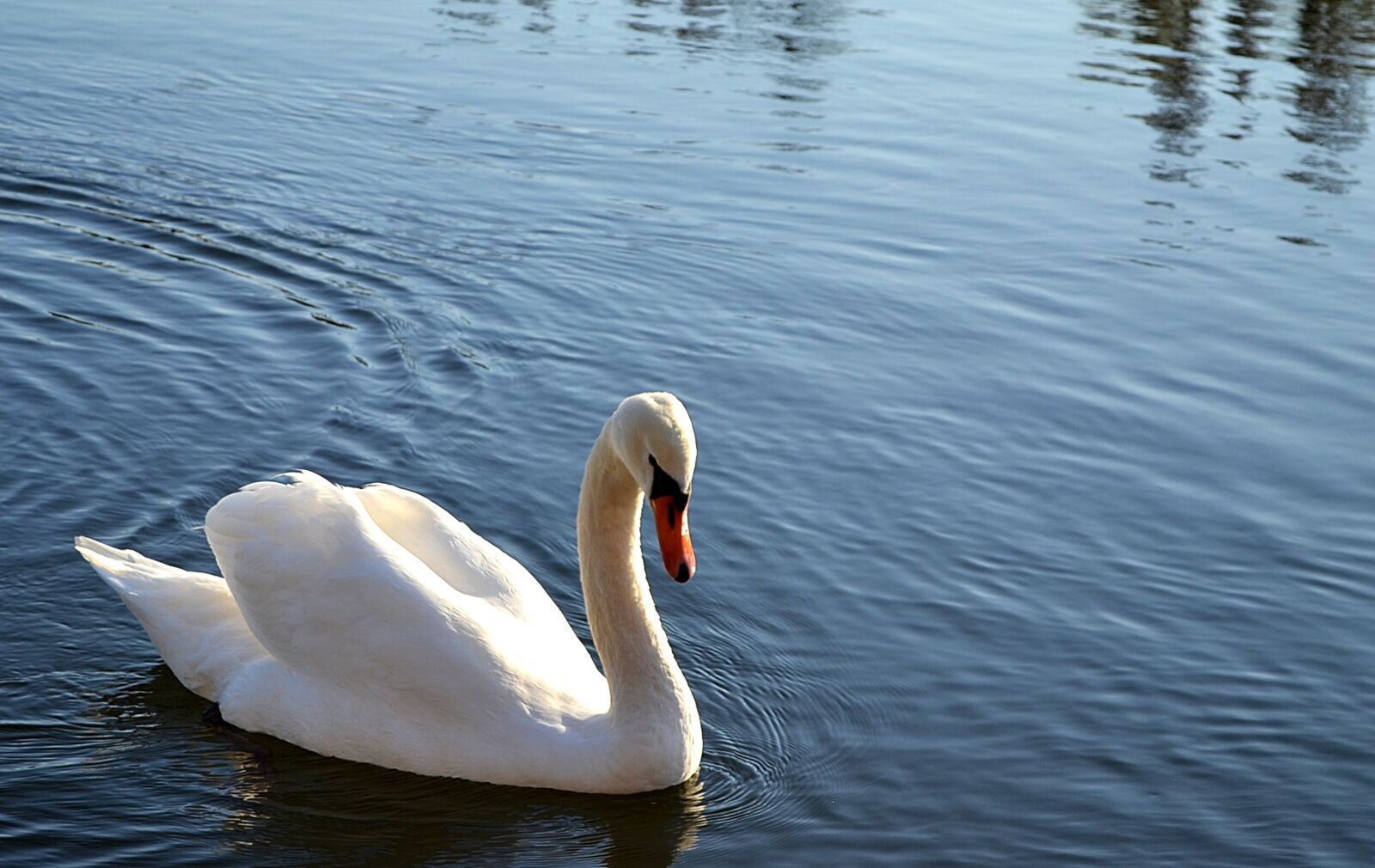 Nikon D3100 sample photo. Swan, bird, water photography