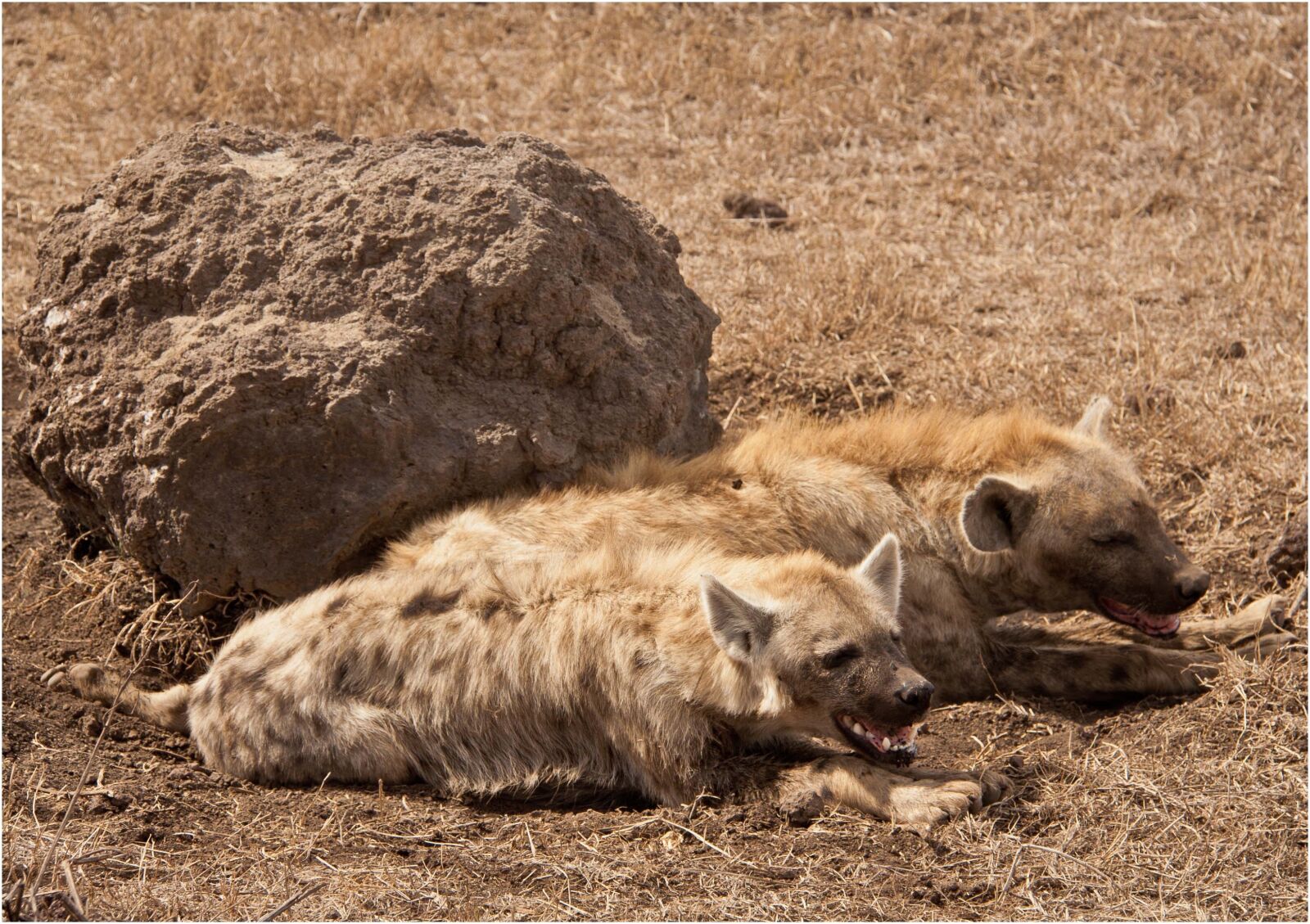 Canon EOS 350D (EOS Digital Rebel XT / EOS Kiss Digital N) sample photo. Tanzania, wildlife, serengeti photography